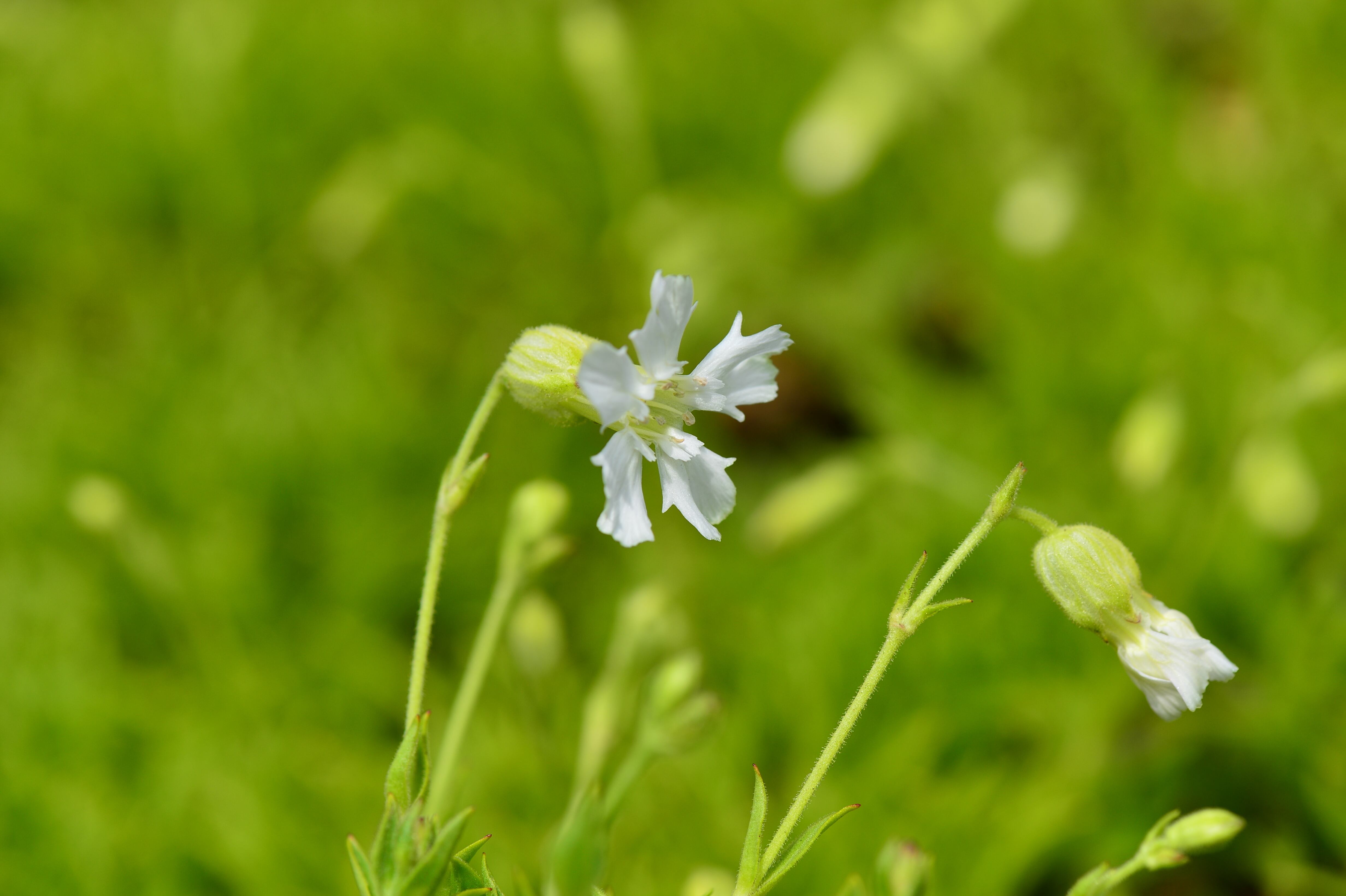 Silene Aomorensis アオモリマンテマ Yatsugatake Flower Power