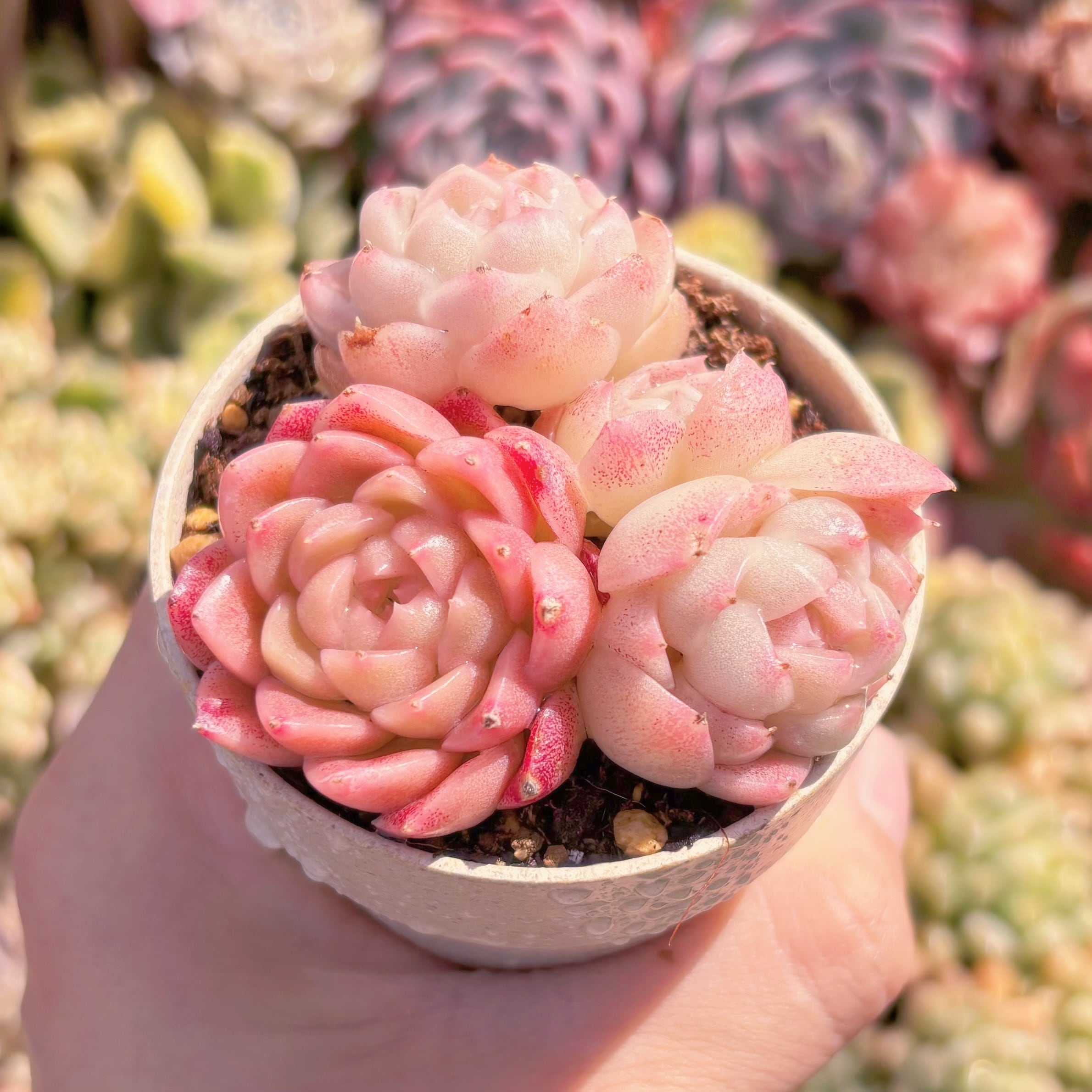 多肉植物　桃ソーダ　3頭　新入荷　るる農園