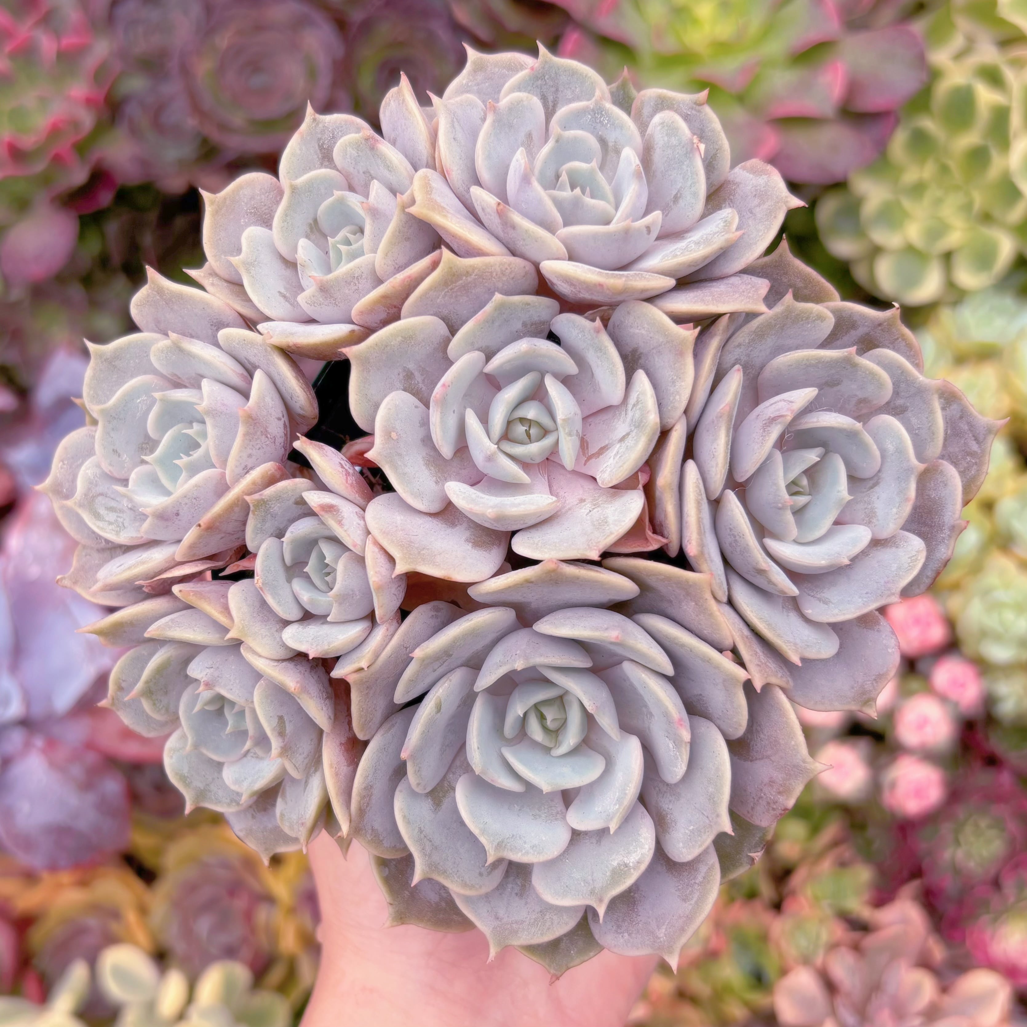 現品　ローラ#2008　大群生　新入荷　るる農園