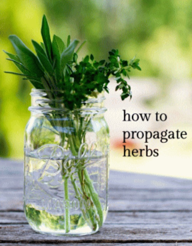 Herb Therapy ハーブセラピー ジューンベリー倶楽部 Herb Therapy ハーブセラピー ジューンベリー倶楽部