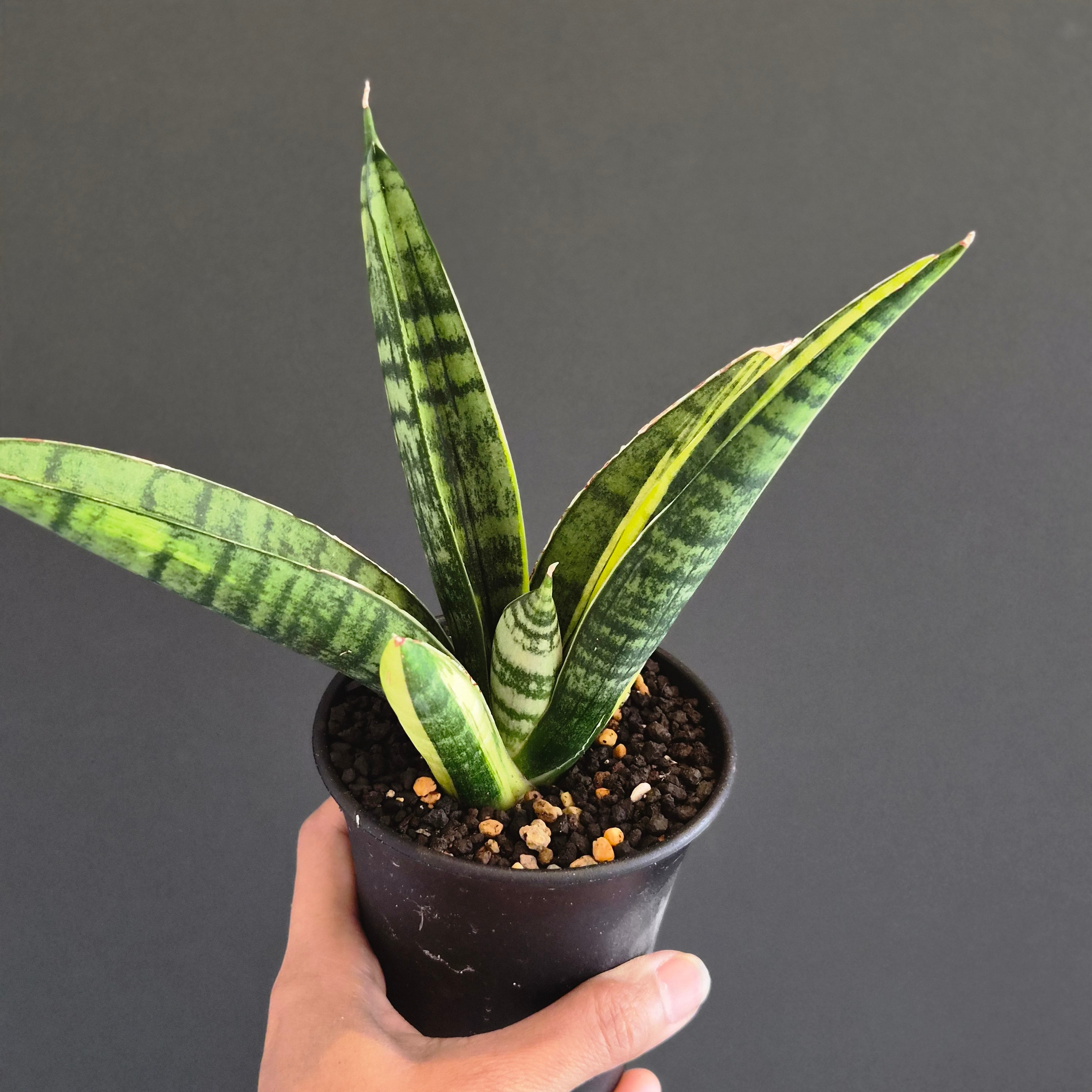 【大苗⭐︎ サンスベリア・タワー　バリエガータ　ムッチムチ！】（斑入り） Sansevieria 'Tower Variegated' サンスベリア・タワー 斑入り