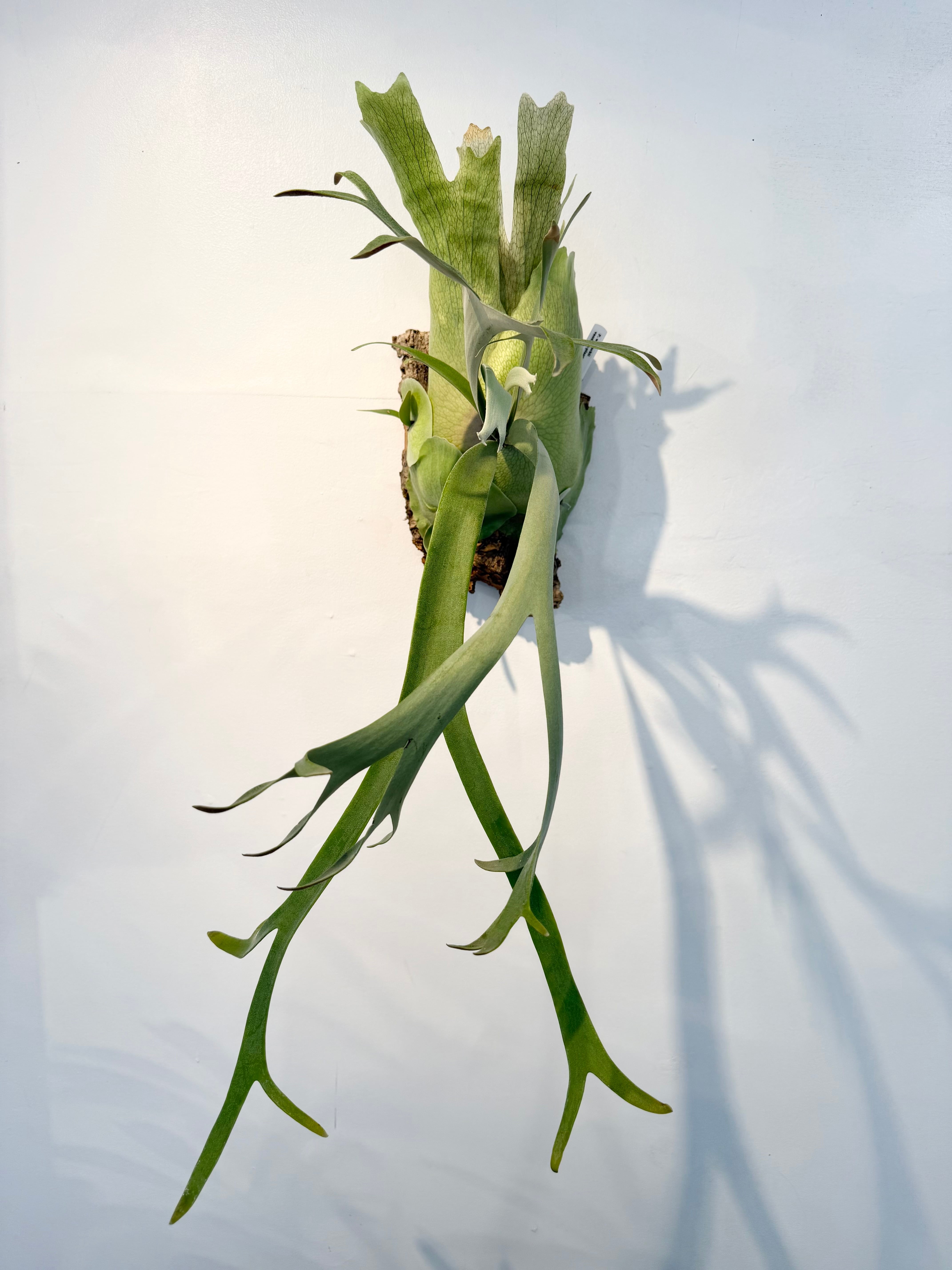 Platycerium_ビカクシダ | vandaka plants