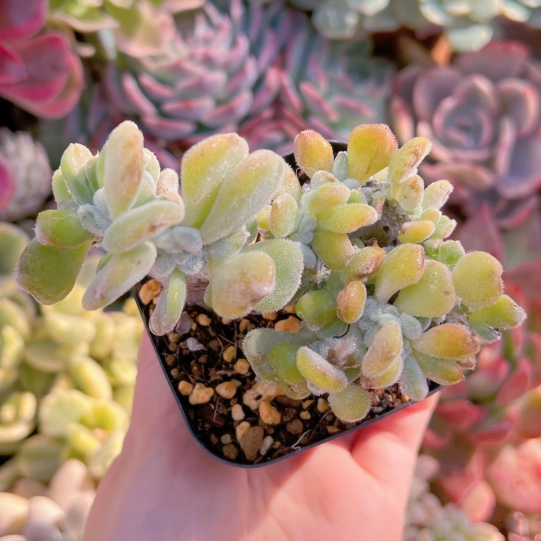 現品　雪錦星#1164　るる農園