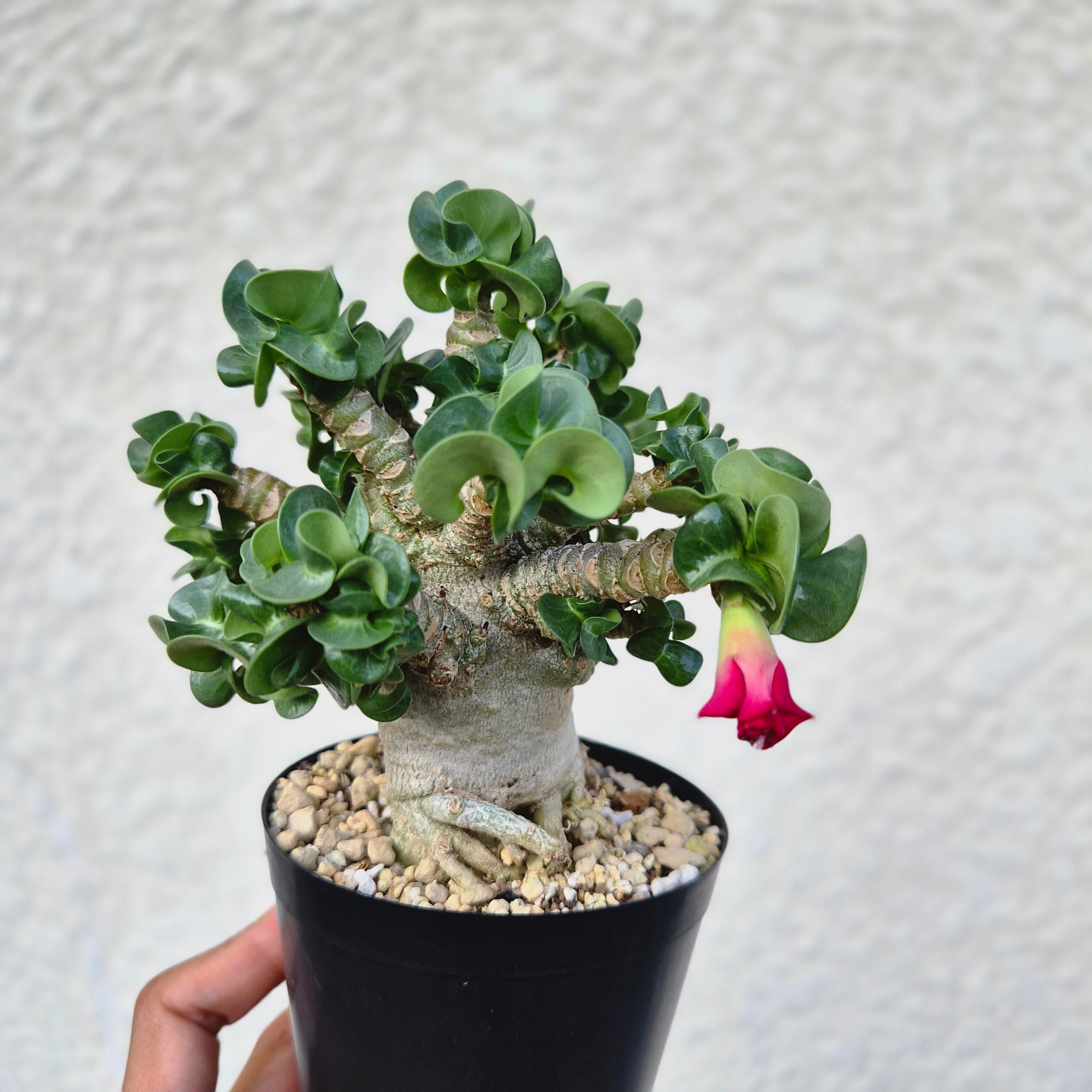 ②八重咲き《 Adenium Arabicum D.H.A Hybrid》アデニウム アラビカム ハイブリッド獅子葉 ドーセットホーン 塊根植物 巻葉