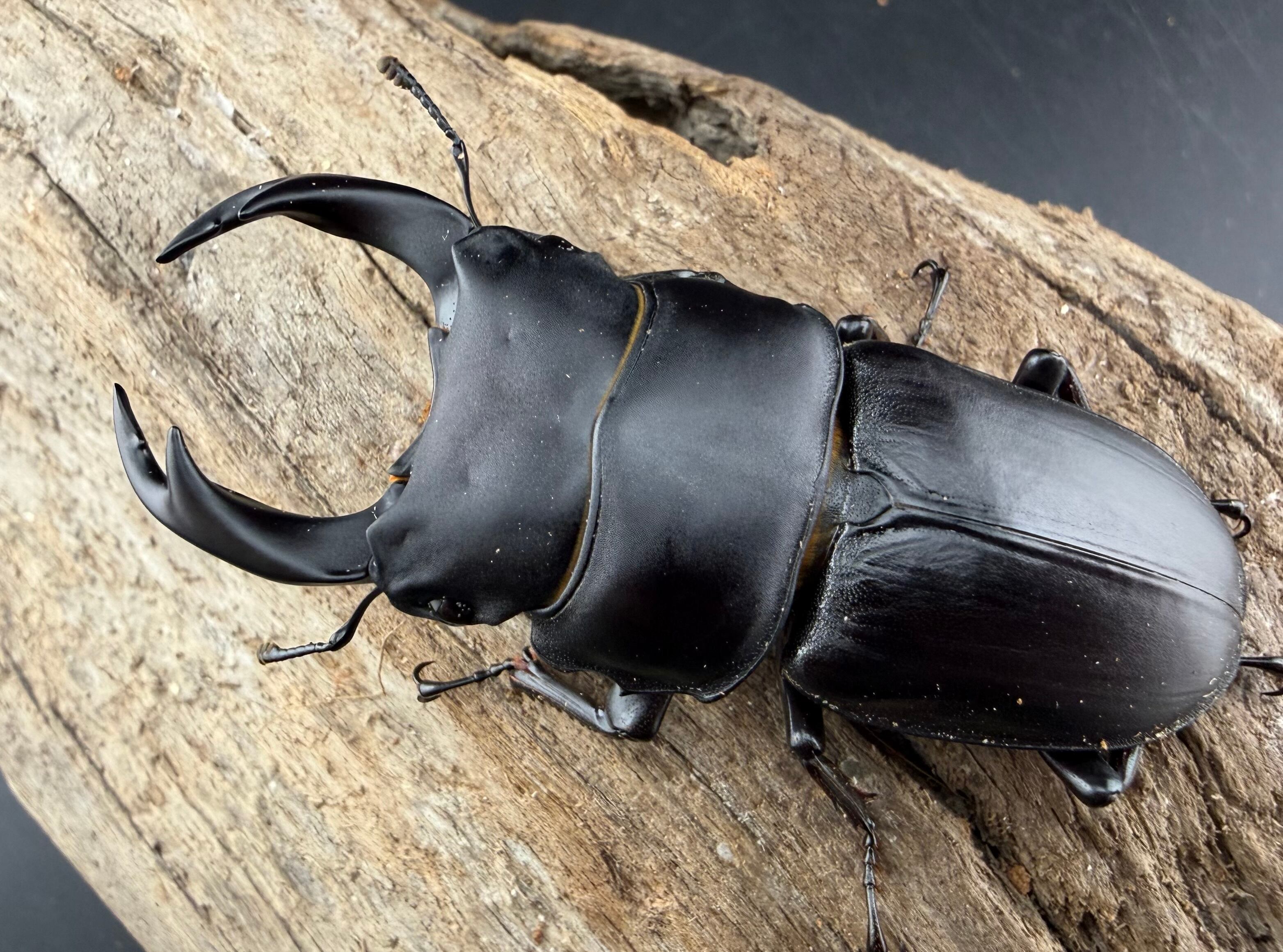 F0】《国産オオクワガタ 茨木市産 64.5mm ♂♀♀トリオ》 | KPW公式