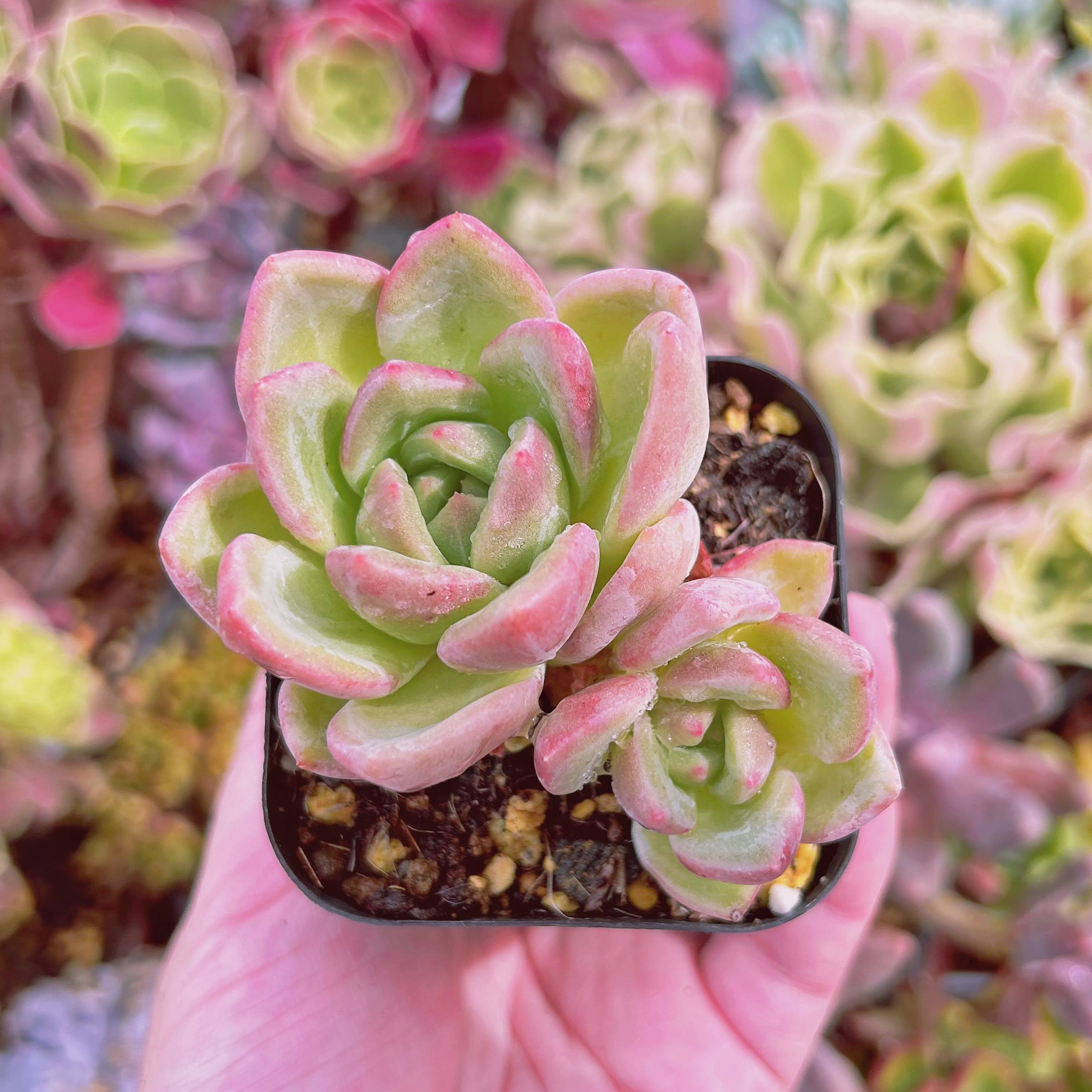 現物　多肉植物　ピンクシャンペーン　抜き苗