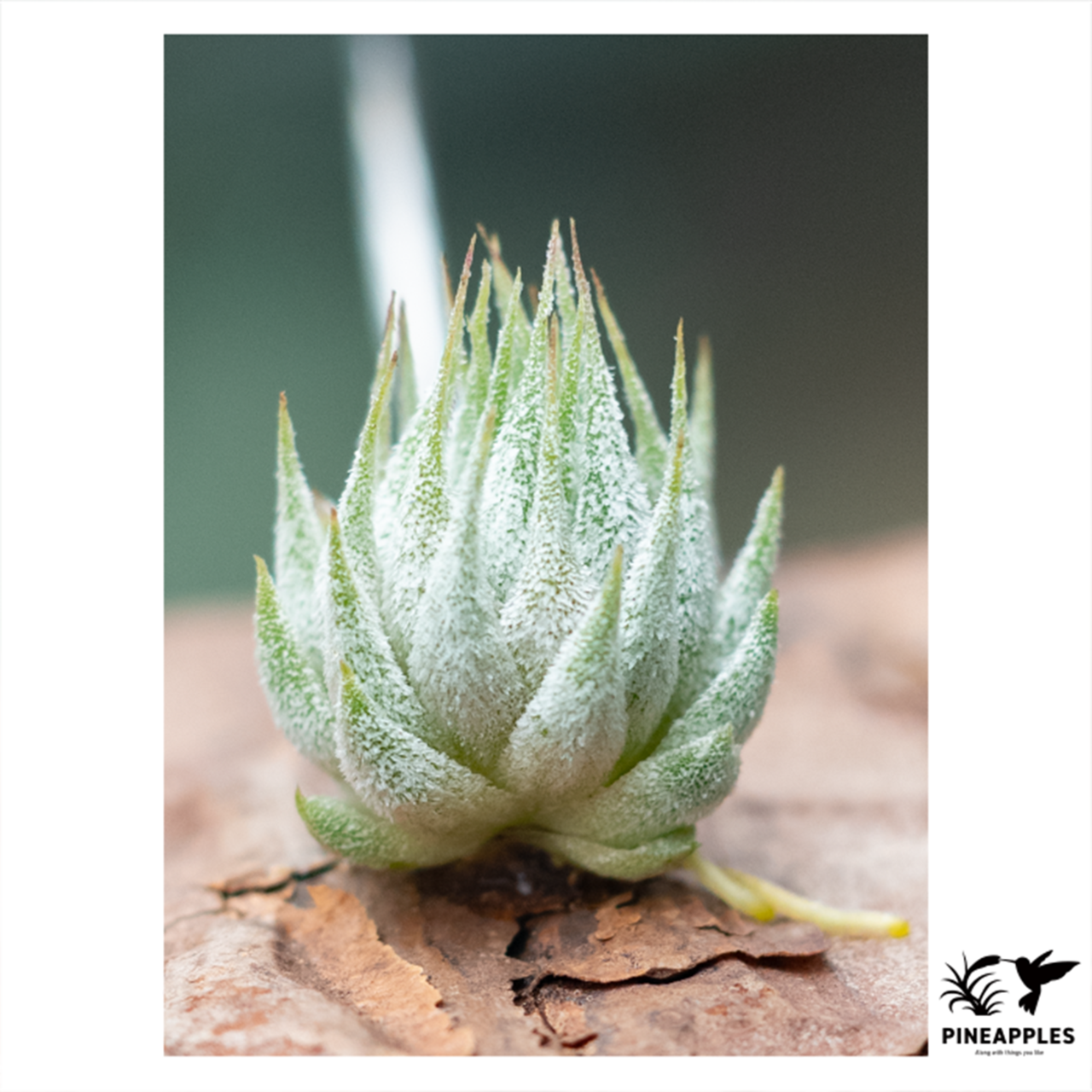 Tillandsia ionantha v. stricta fa. fastigiata From Jan Marska - 1