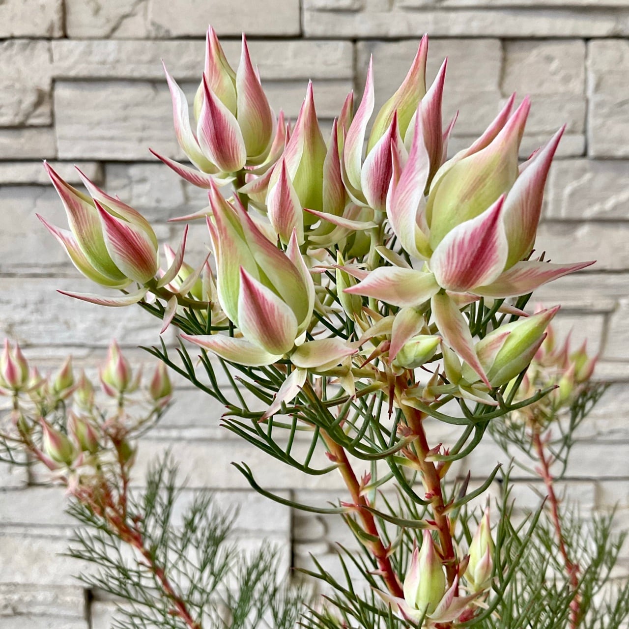 セルリア[プリティピンク] 5号鉢 オージープランツ 鉢花 花苗 送料無料