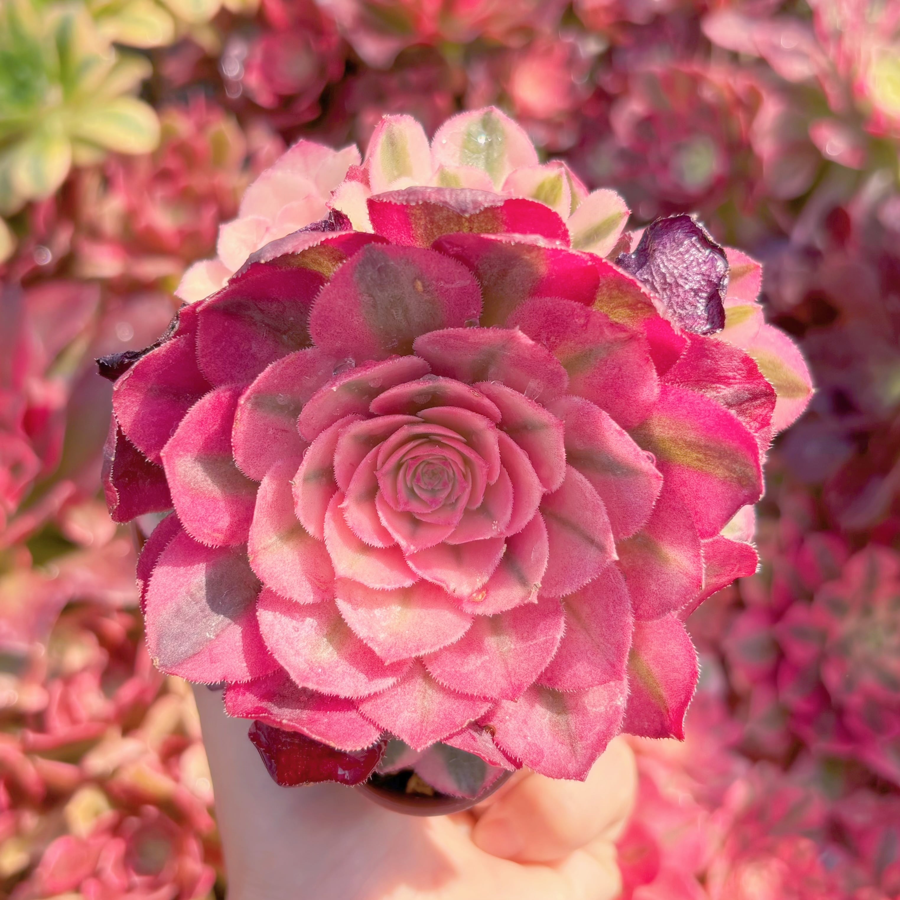 現品　ライチ#F001　群生　新入荷　るる農園