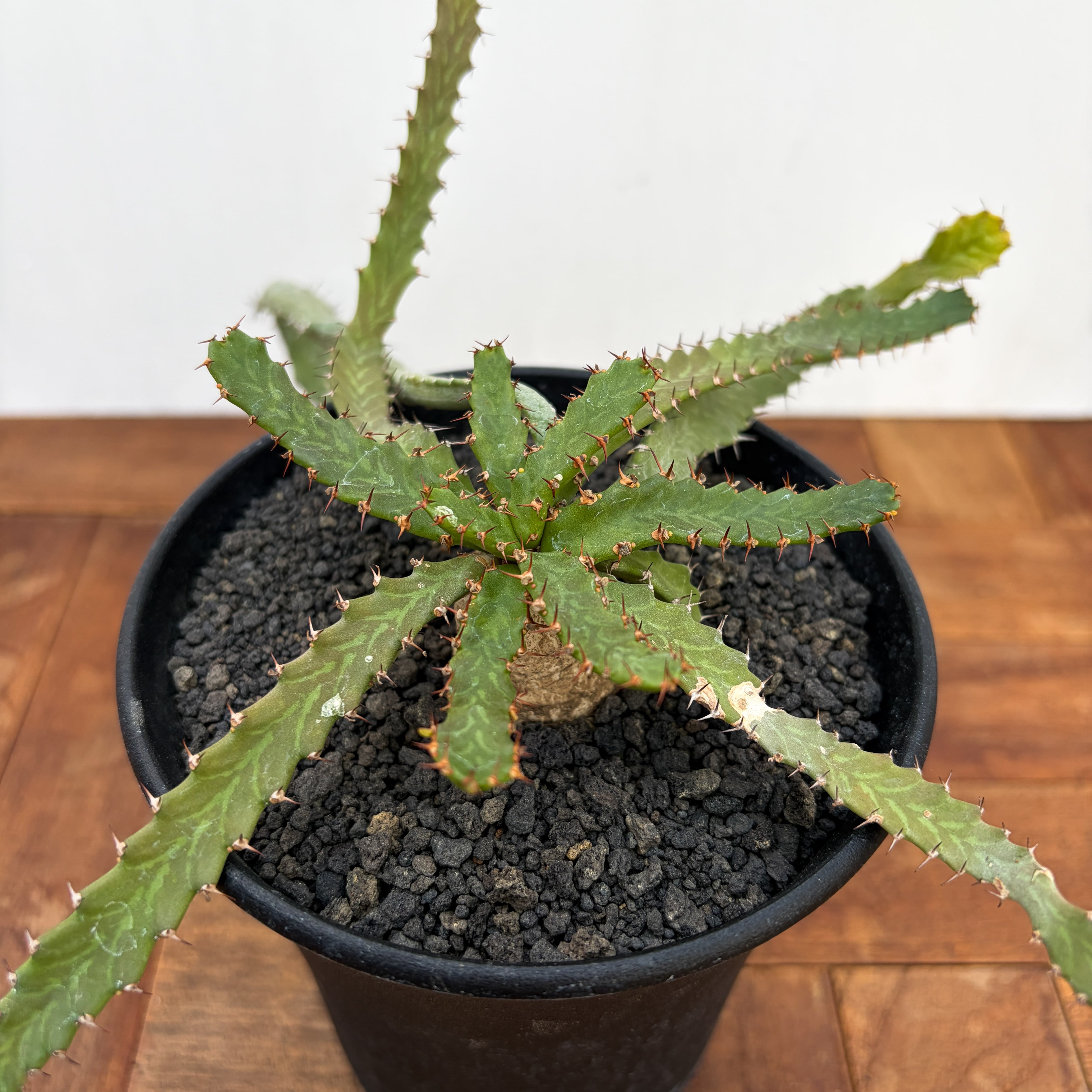 Euphorbia stellata【ユーフォルビア・飛竜・実生】 | RIMO'S GREEN