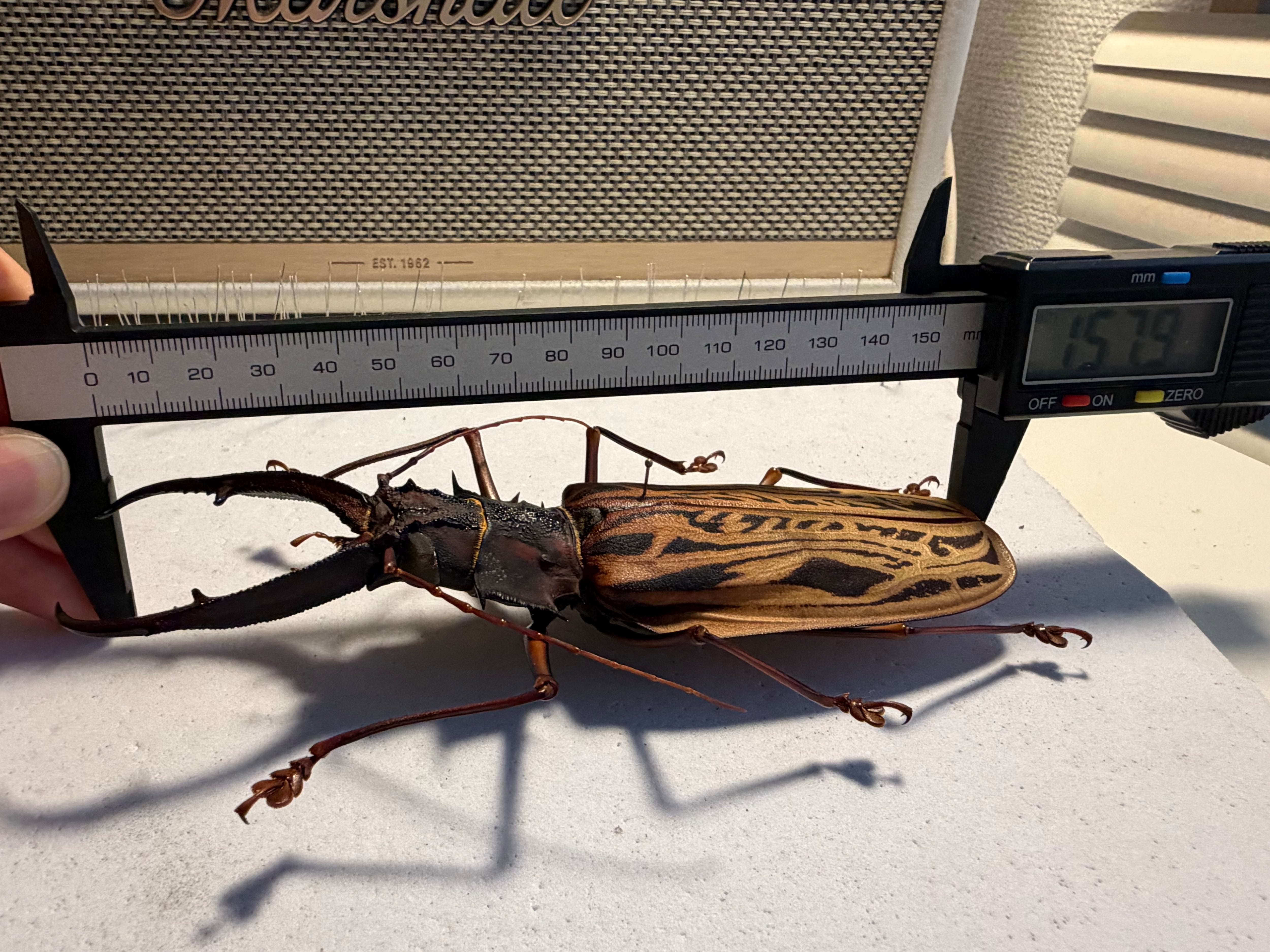 【160mm程】オオキバウスバカミキリ標本 Macrodontia 天牛 160mm程】オオキバウスバカミキリ標本 Macrodontia cervicornis昆虫