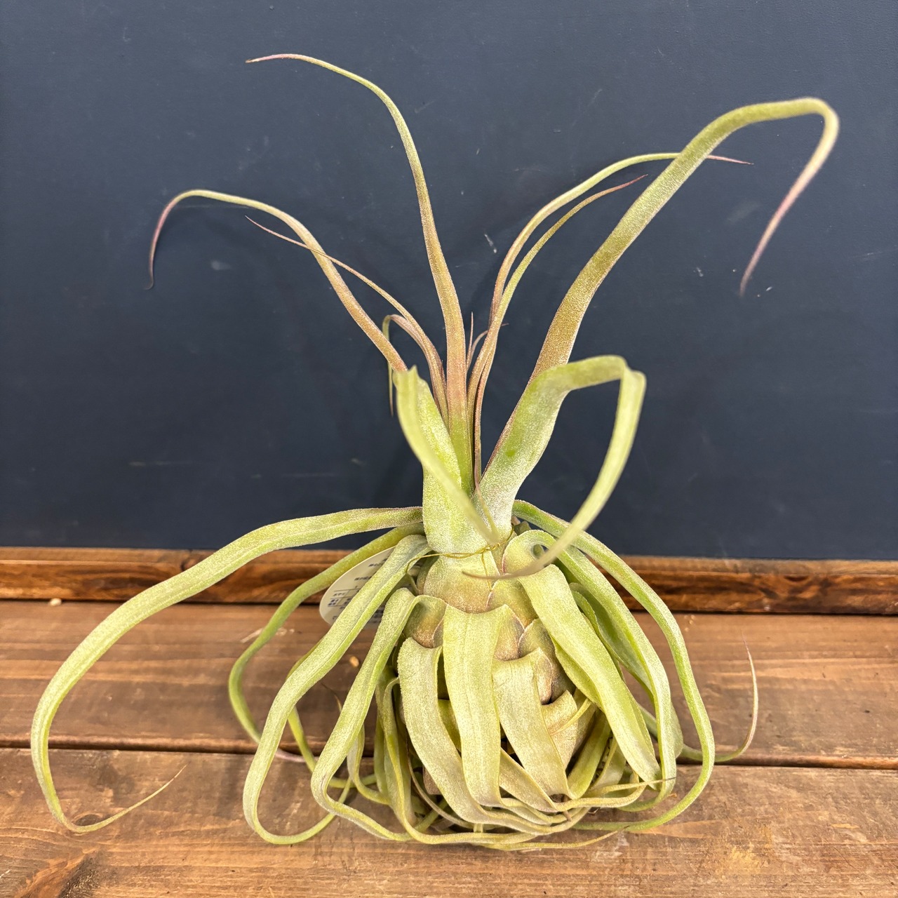 チランジア　ストレプトフィラ　レッドクローン【869】