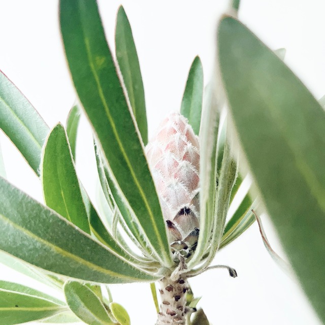 希少 プロテア ジュリエット 3F 観葉植物 ワイルドフラワー 希少植物