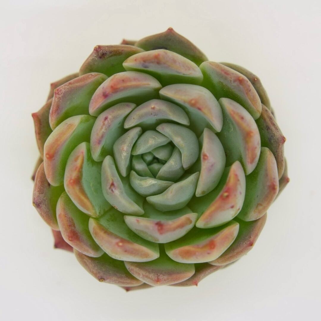 多肉植物　エケベリア　韓国苗　メキシコプリドニス 多肉植物 エケベリア 韓国苗 メキシコプリドニス