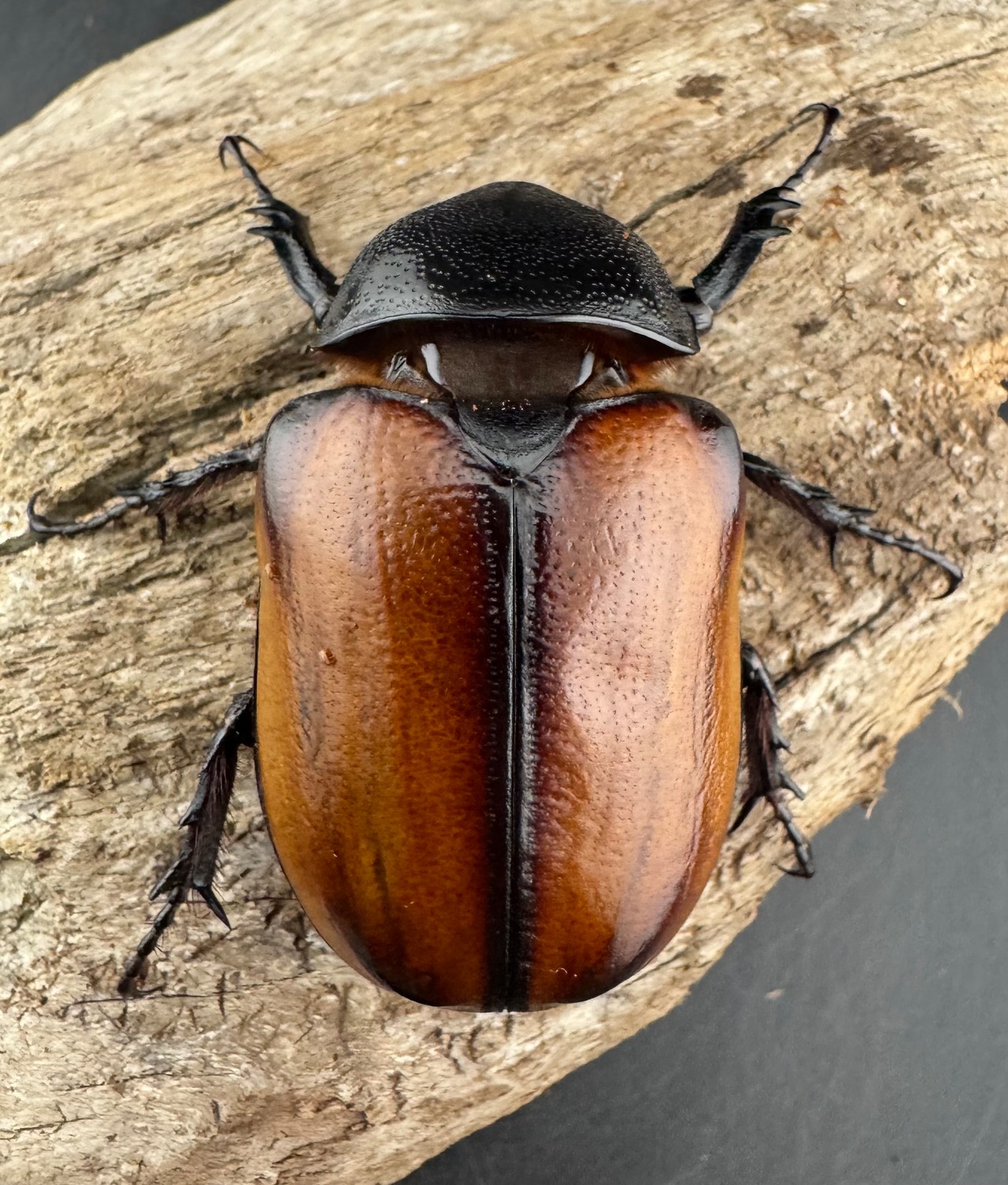 【WD】《スキットゴホンツノカブト 65mm ペア》