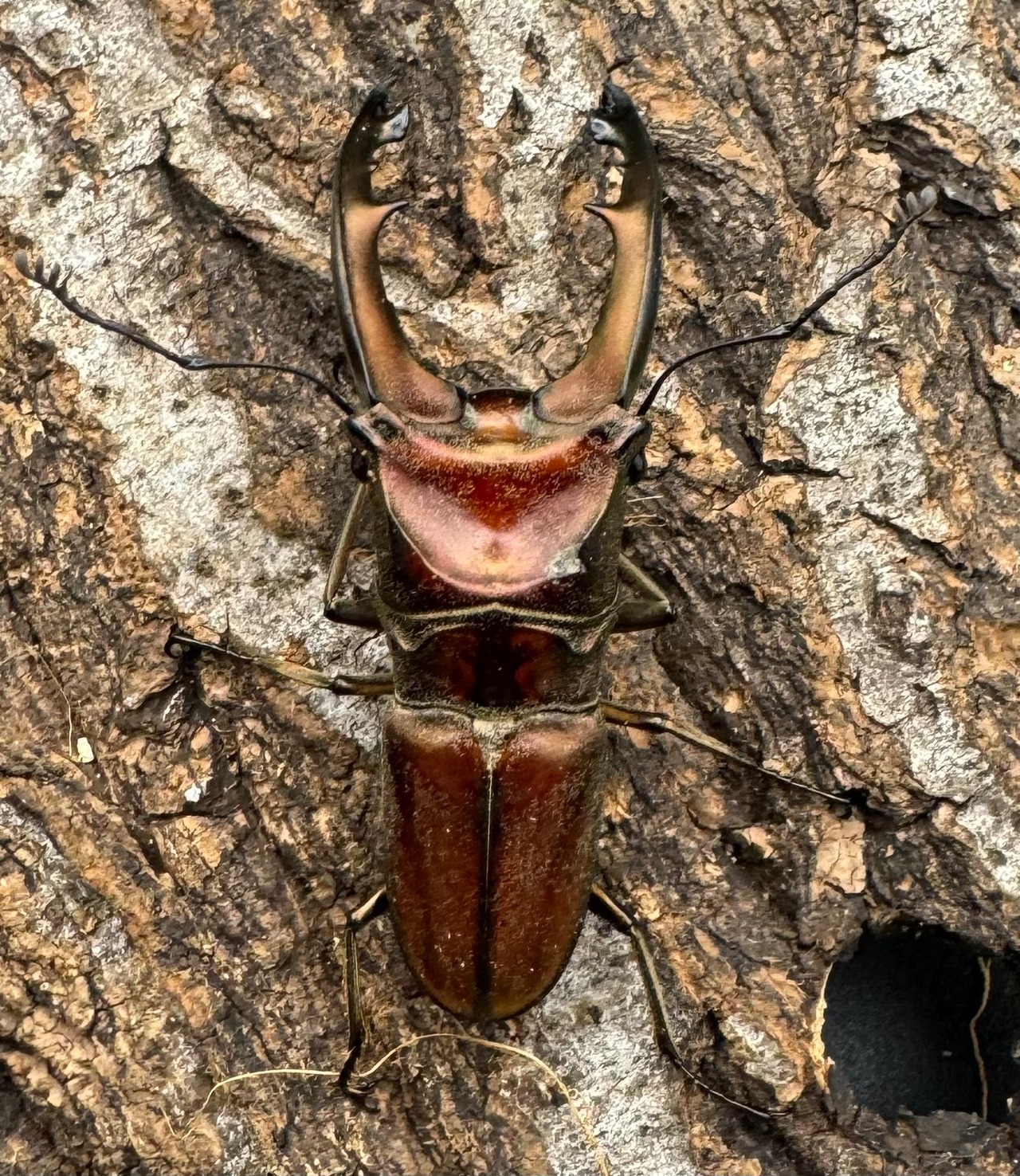 【WD】《ズベールホソアカ ミンダナオ産 52mm ペア》