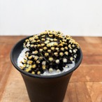 Mammillaria schiedeana【マミラリア・黒肌明星】