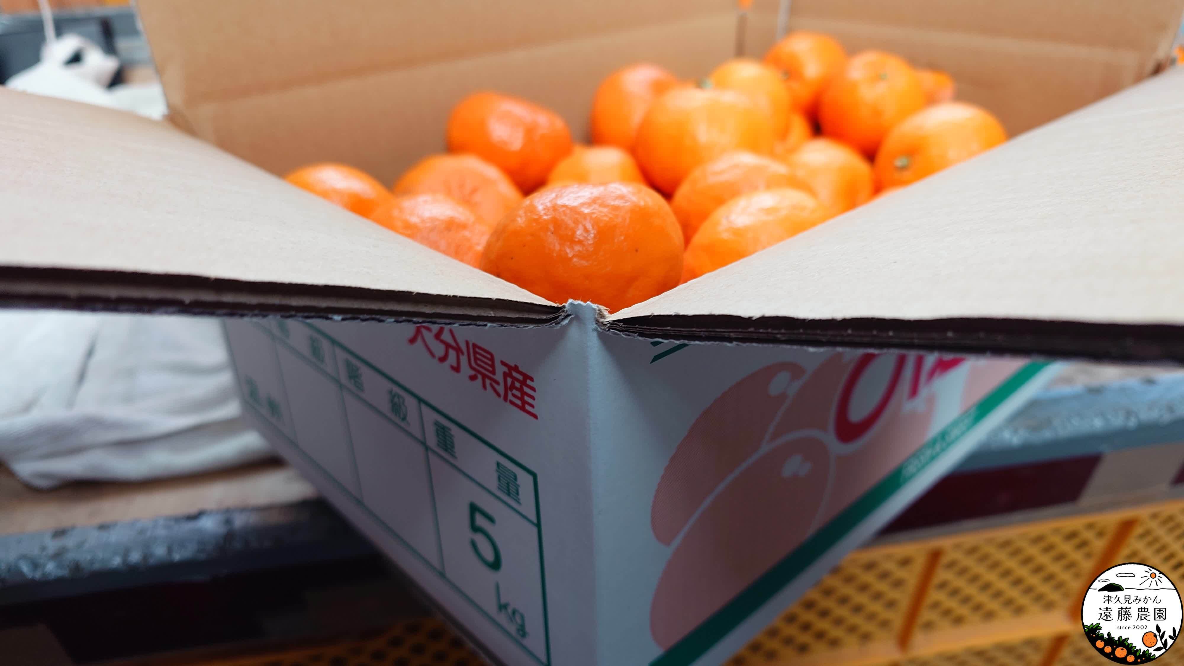 津久見みかん 遠藤農園