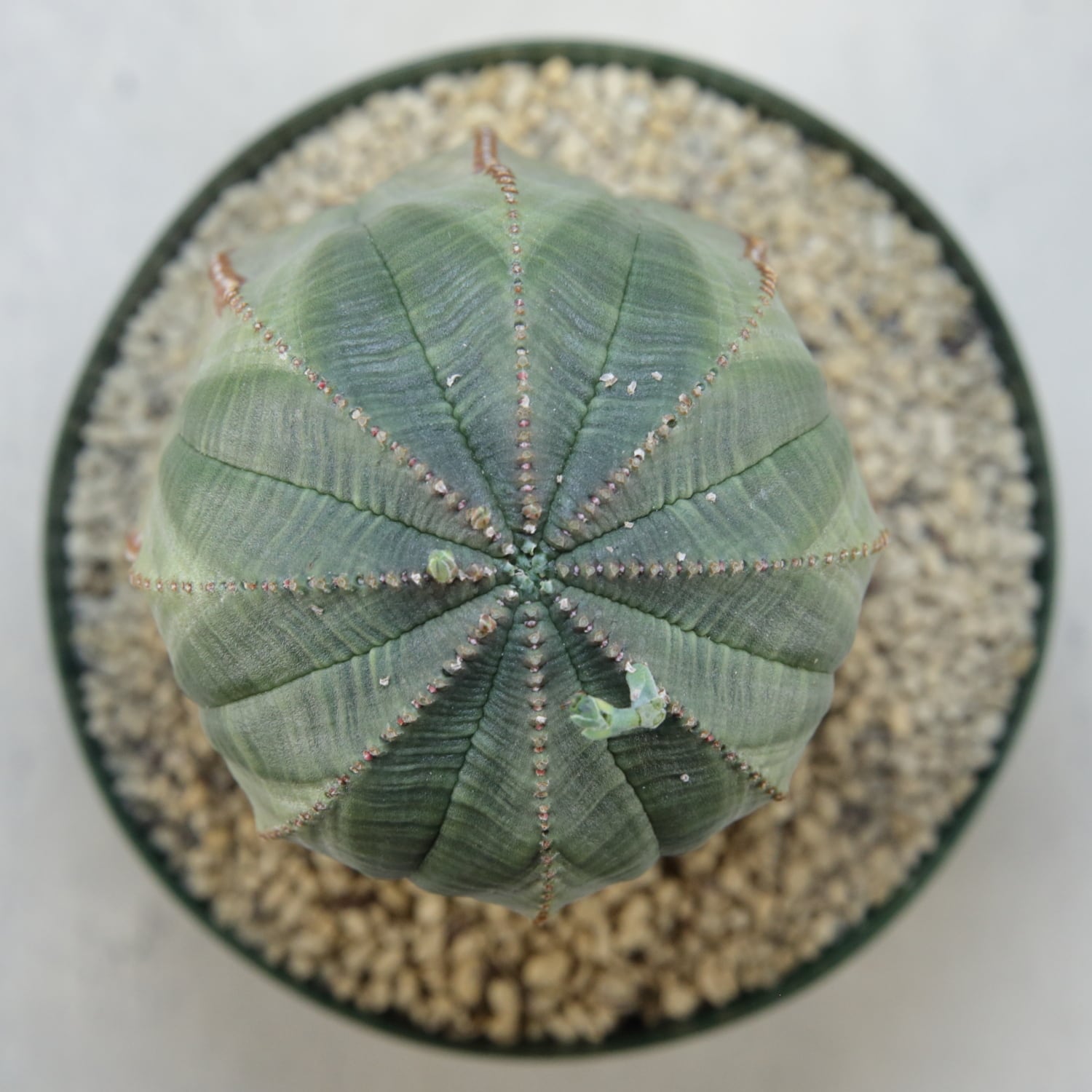 メス株【超厳選株】大株 最大幅9cm ヴィンテージ カキコ 美模様