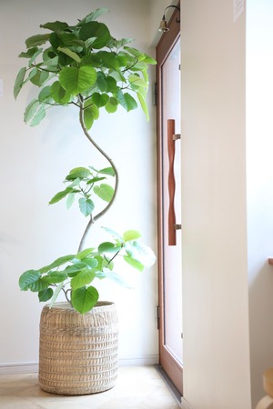 【都内近郊限定配送】【190cm】フィカス ウンベラータ 曲げ木仕立て/Ficus umbellata  ※陶器鉢カバー別売り