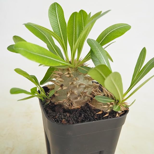 ビカクシダ ネプチューン コウモリラン 着生植物 観葉植物【おしゃれ