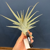 チランジア ムロルム【355】