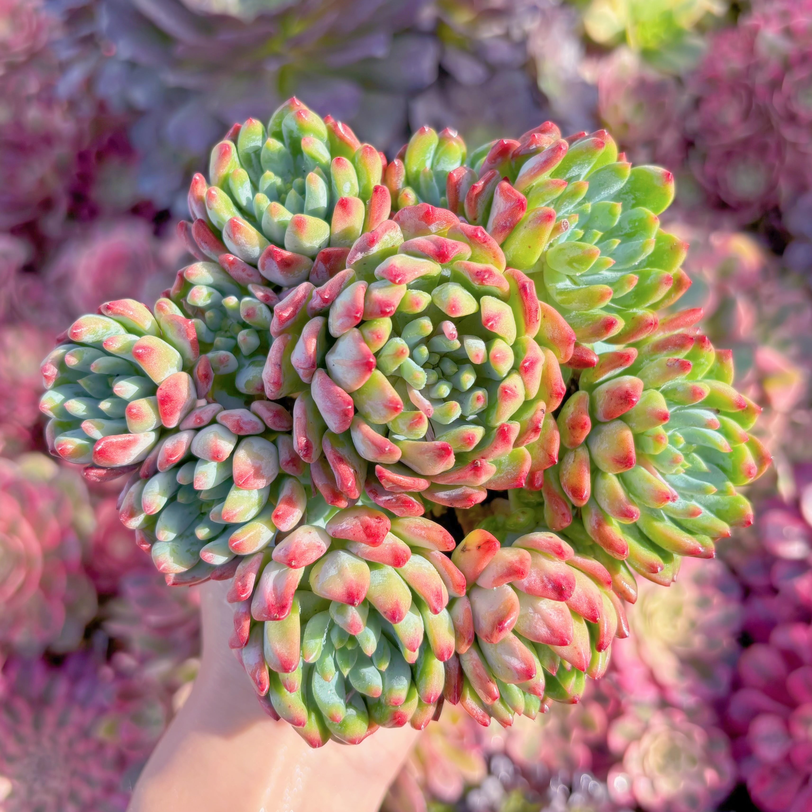 現品　ブルーエルフ#K207　群生　新入荷　るる農園