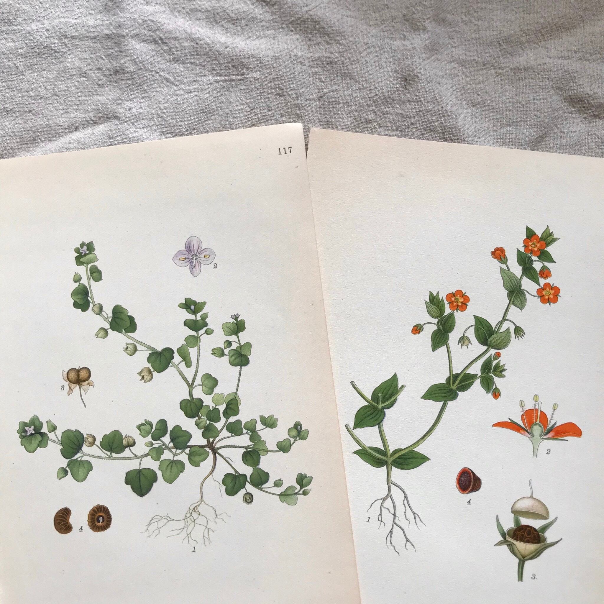 植物の紙セット8