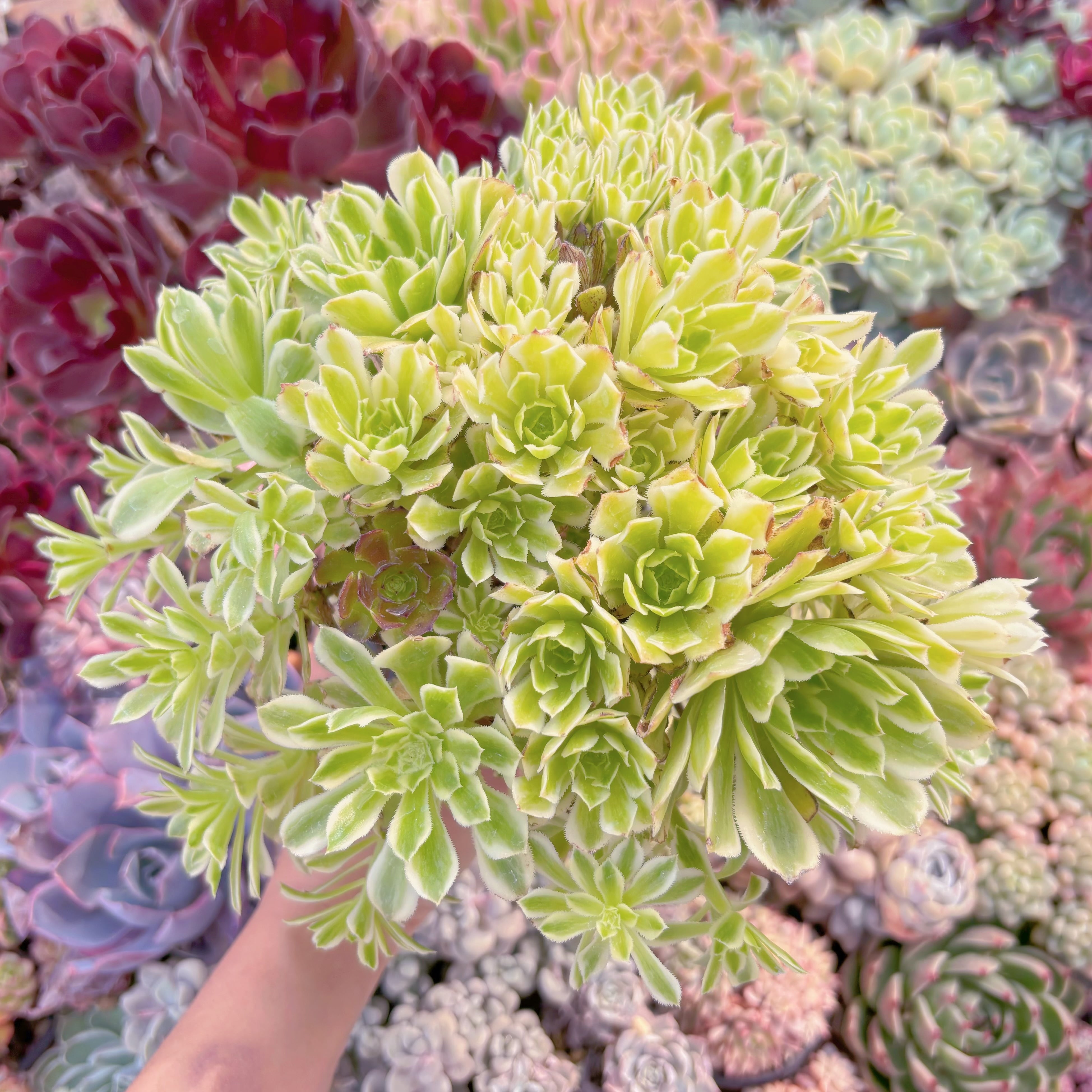 現品　富士錦#C15    特大群生　るる農園