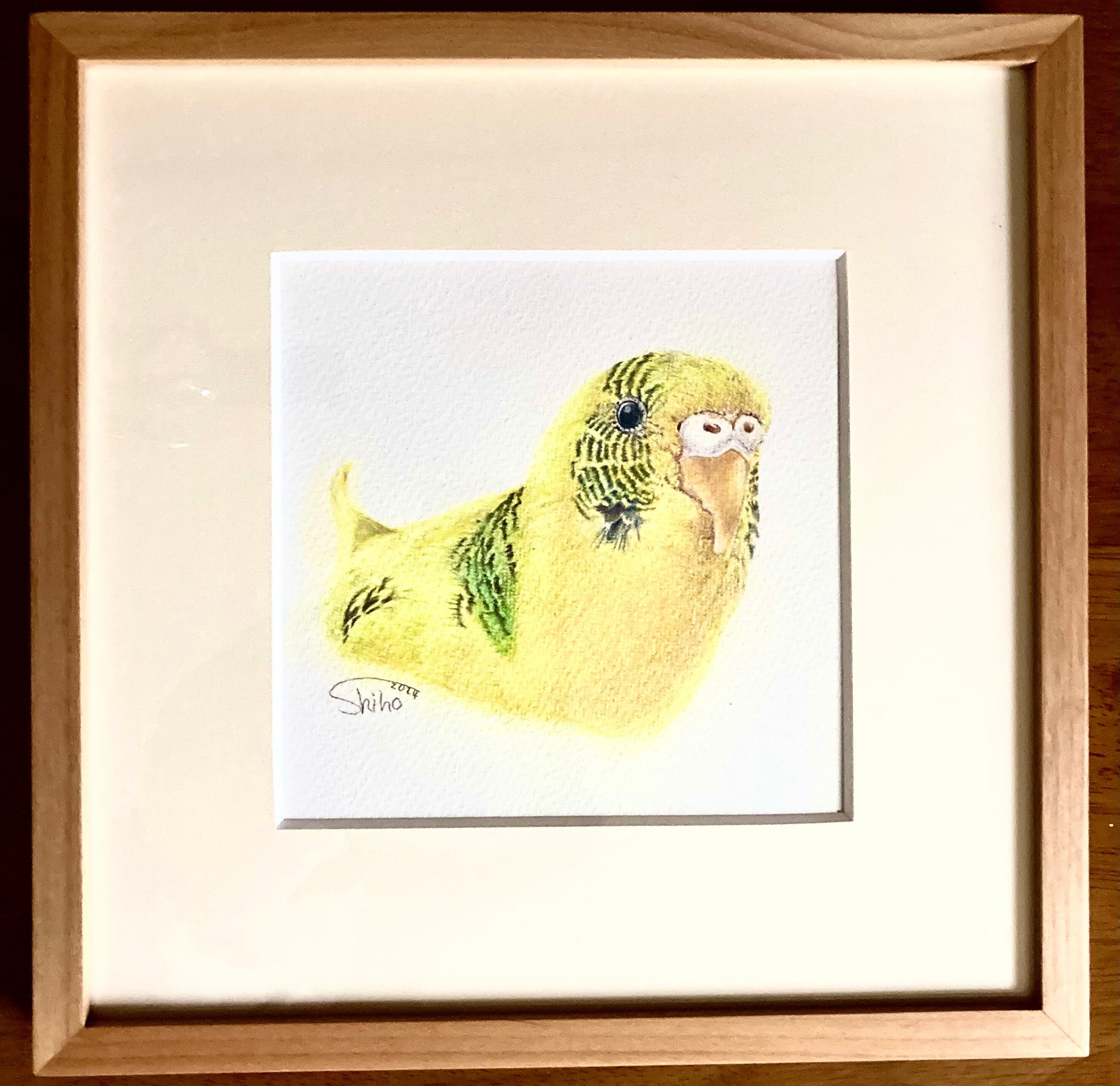 色鉛筆画オカメインコ(原画)#ゆこりん工房 #色鉛筆画 #セキセイ