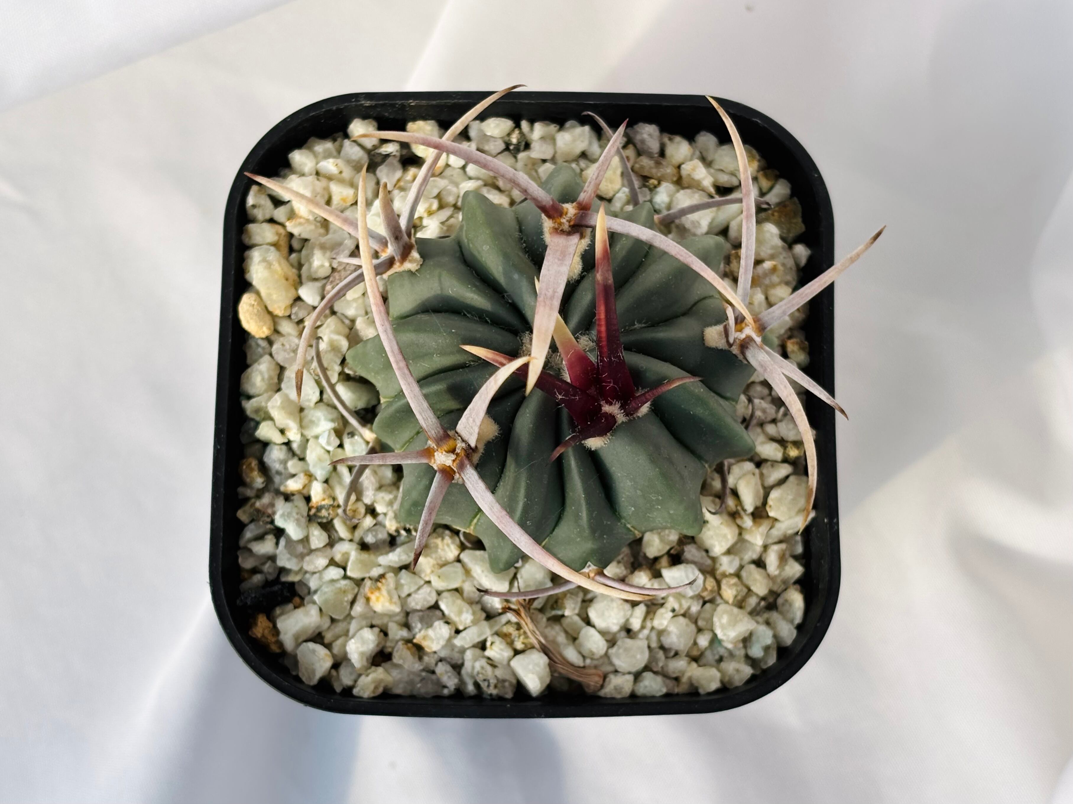 Echinofossulocactus coptonogonus エキノフォスロカクタス 竜剣丸