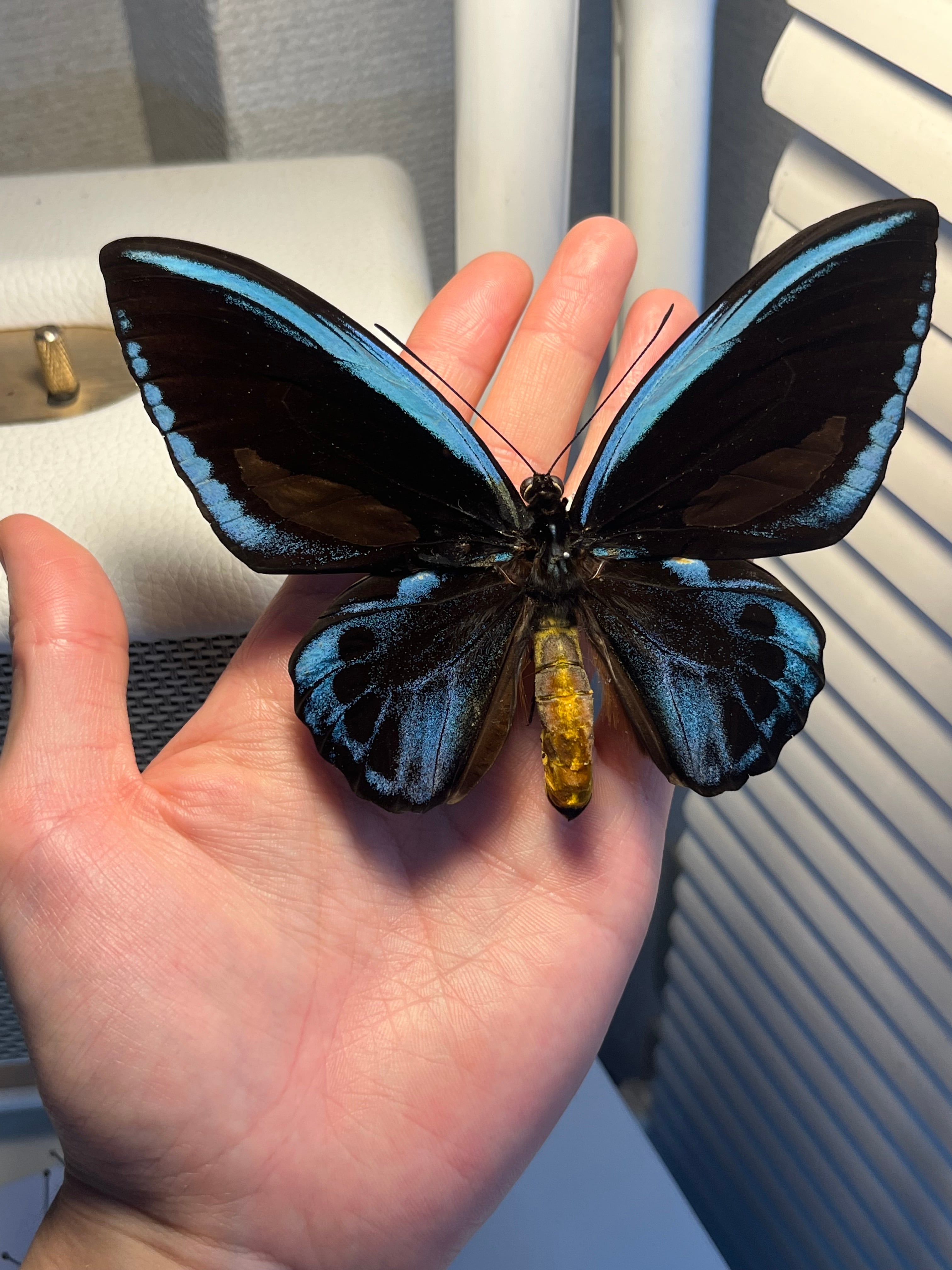 アオメガネトリバネアゲハ 外国産蝶標本 モルフォ 蝶 標本 野外採集品 蝶の標本 アオメガネトリバネアゲハ 外国産蝶標本 モルフォ 蝶 標本 野外採集品