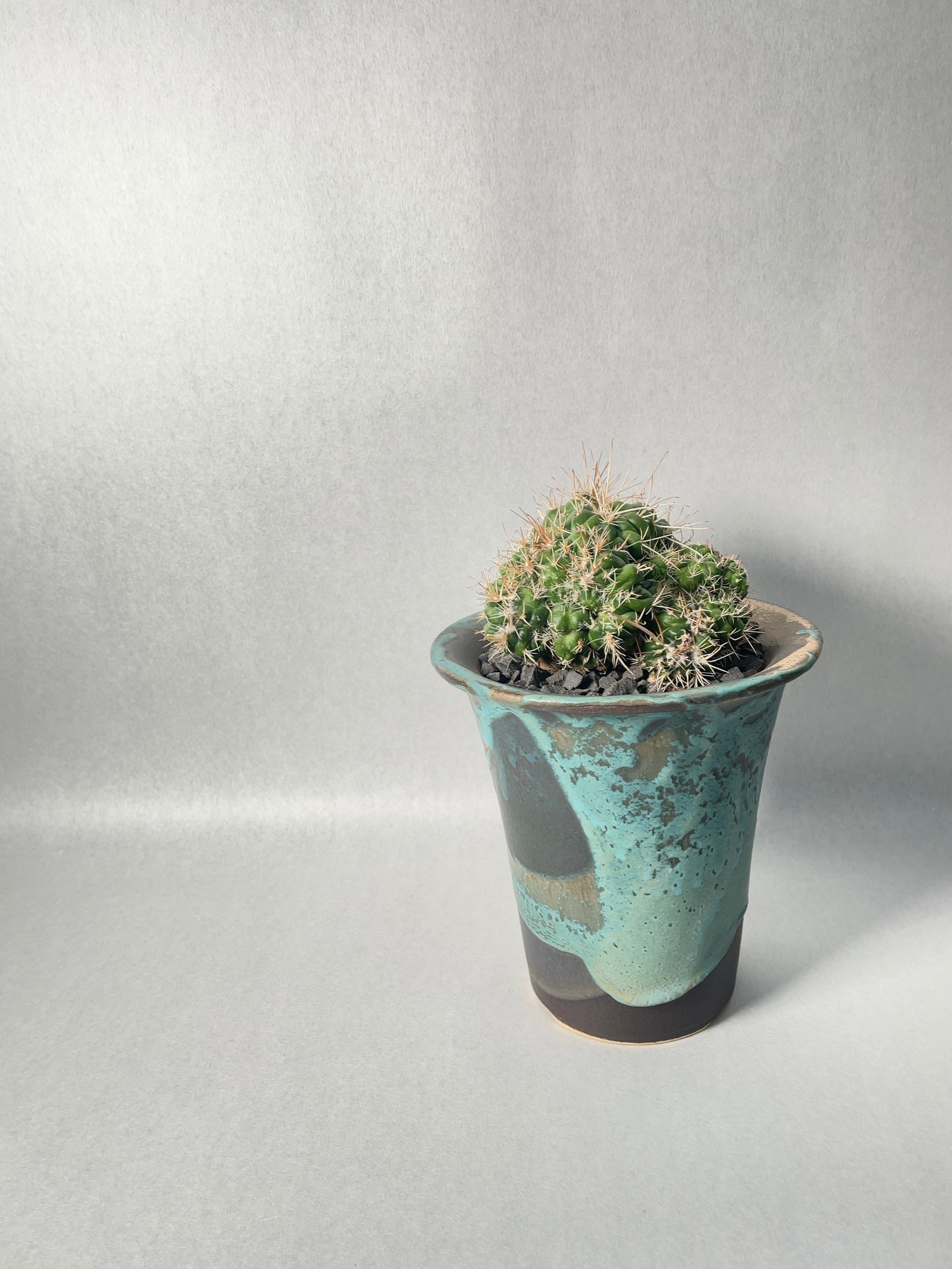 マミラリア・白竜丸綴化 | trigger