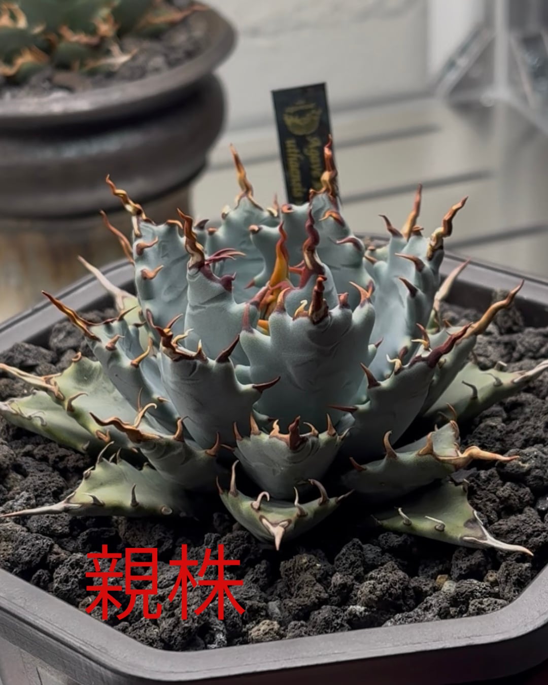 アガベ チタノタ ハイブリッド 子株 Agave CJ ハイブリッドアガベ