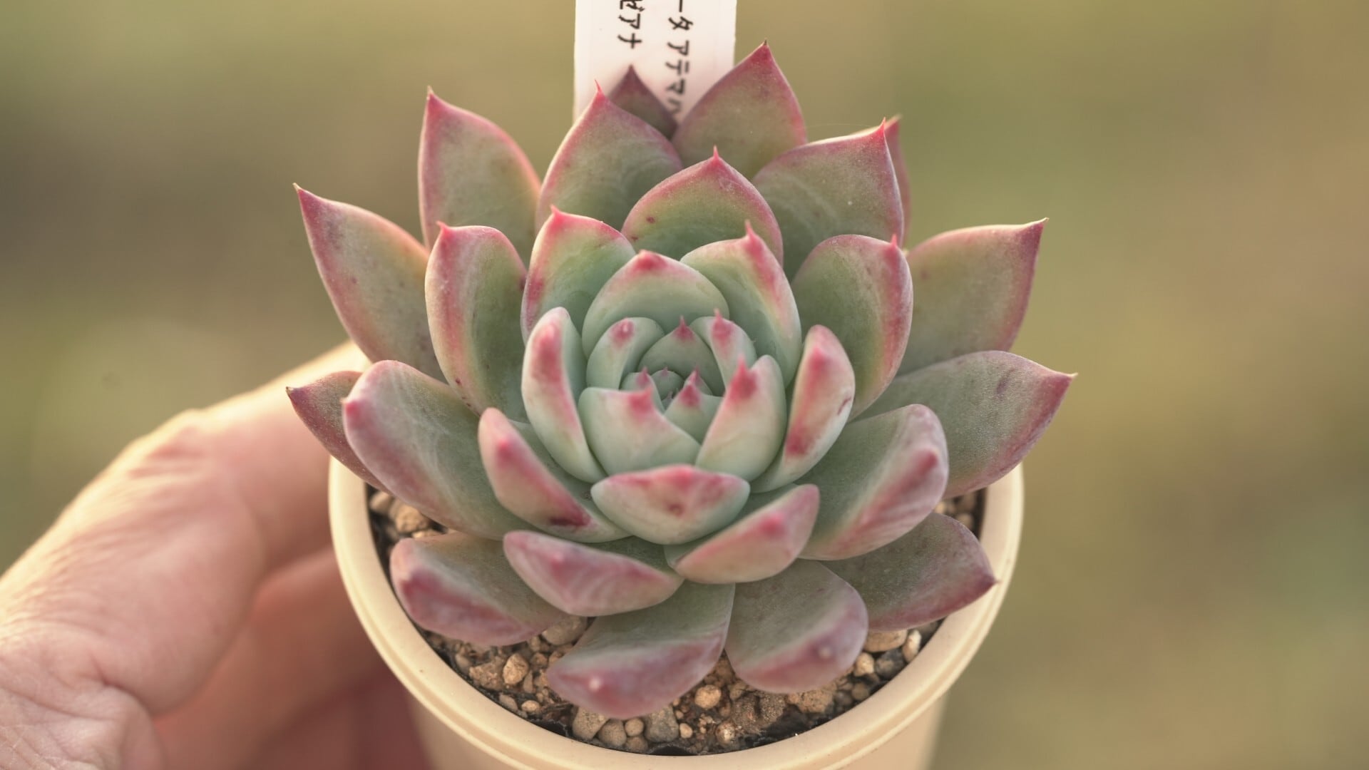 Bセット エケ苗3種セット | クアトロ