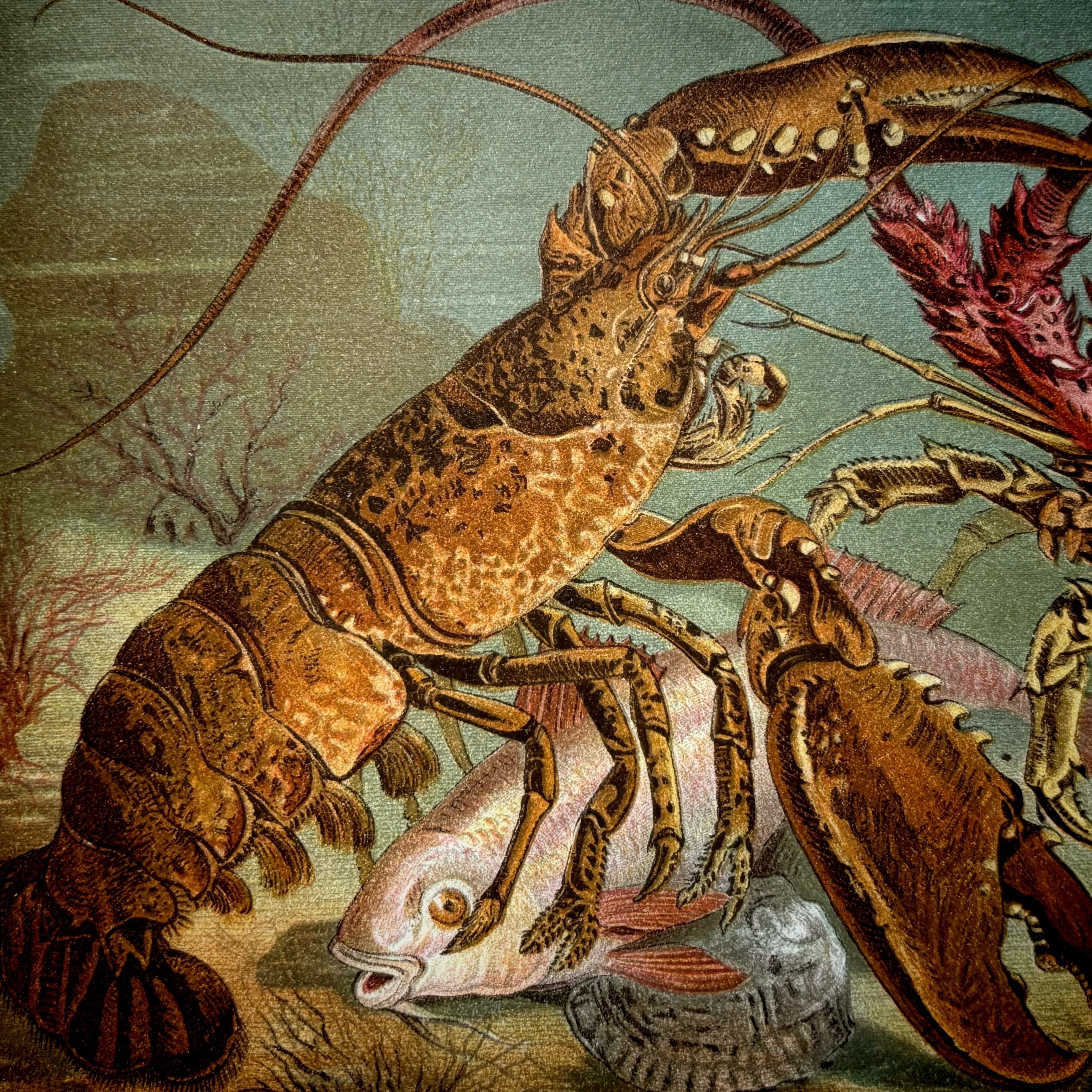 博物画「ロブスターとザリガニ」 | メルキュール骨董店