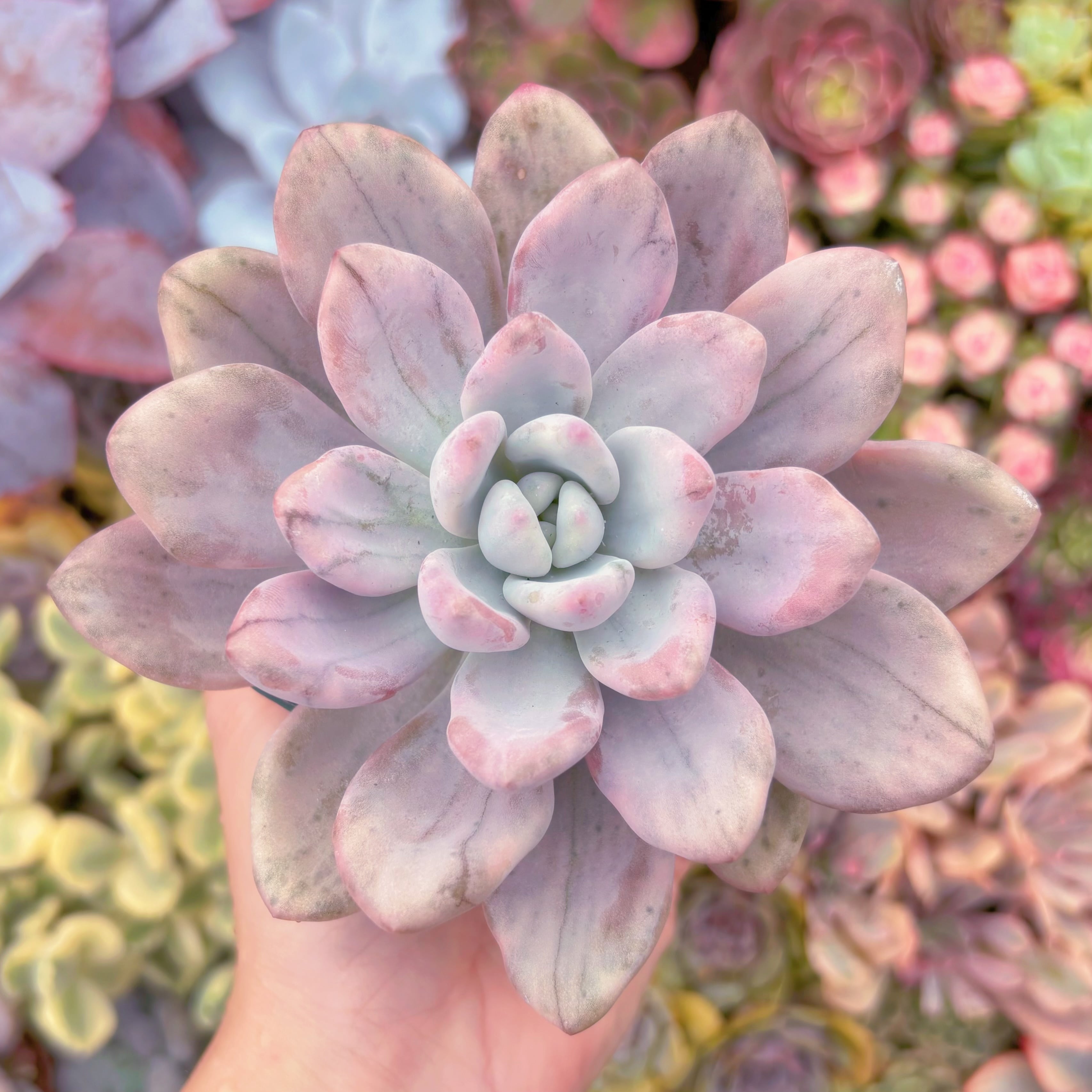 現品　オパリナ錦#2170　るる農園