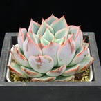 チワワエンシスジェコラ×ストリクティフローラノバ（実生）04