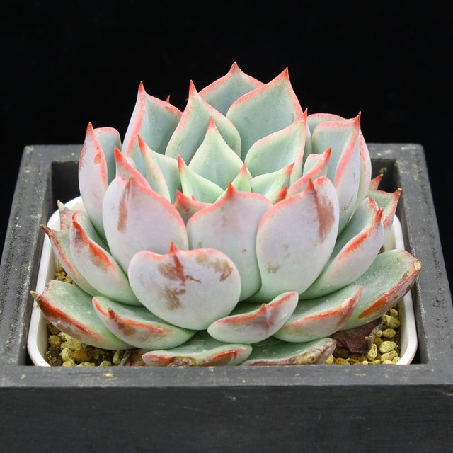 チワワエンシスジェコラ×ストリクティフローラノバ（実生）04