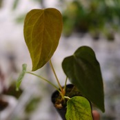 【希少】Anthurium Queen of Heart / アンスリウム クイーン オブ ハート⑭ / 観葉植物<育て方・花言葉>