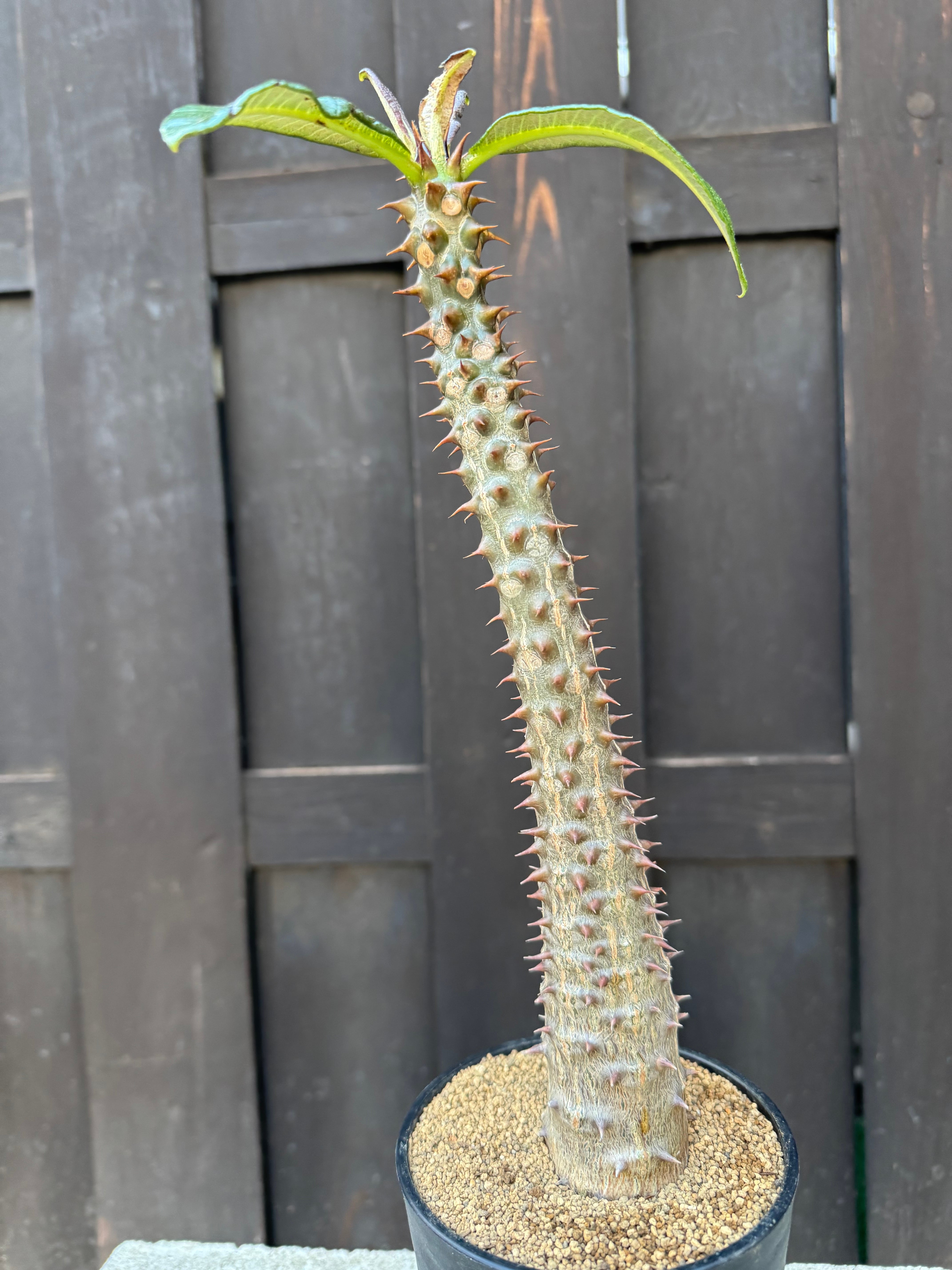 新着・極上逸品】Pachypodium baronii【国内実生】パキポディウム