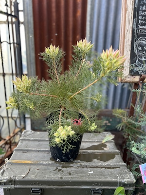 ジョーイセルリア プリティピンク②