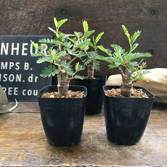 センナ メリディオナリス Senna meridionalis コーデックス 塊根植物