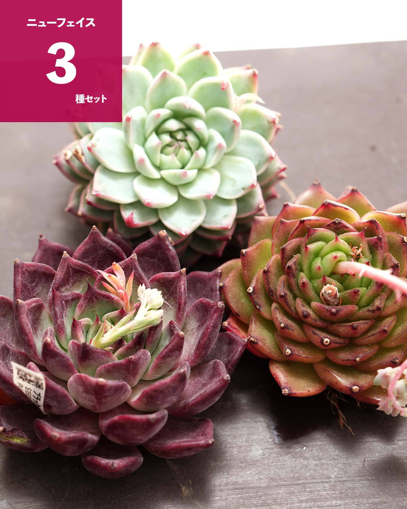 NEW RELEASE | PUKUBOOK SUCCULENTS