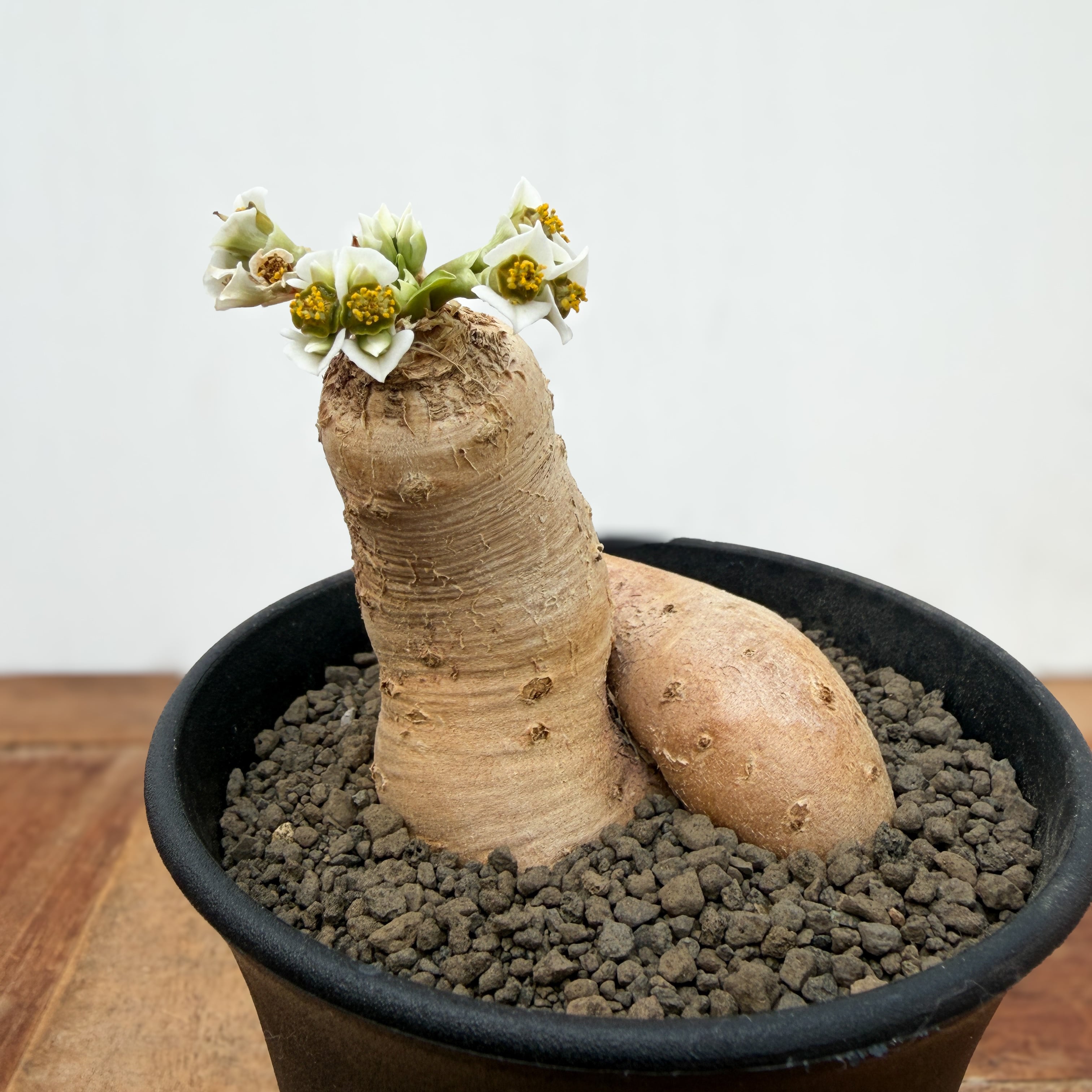 Euphorbia primulifolia 【ユーフォルビア・プリムリフォリア・実生