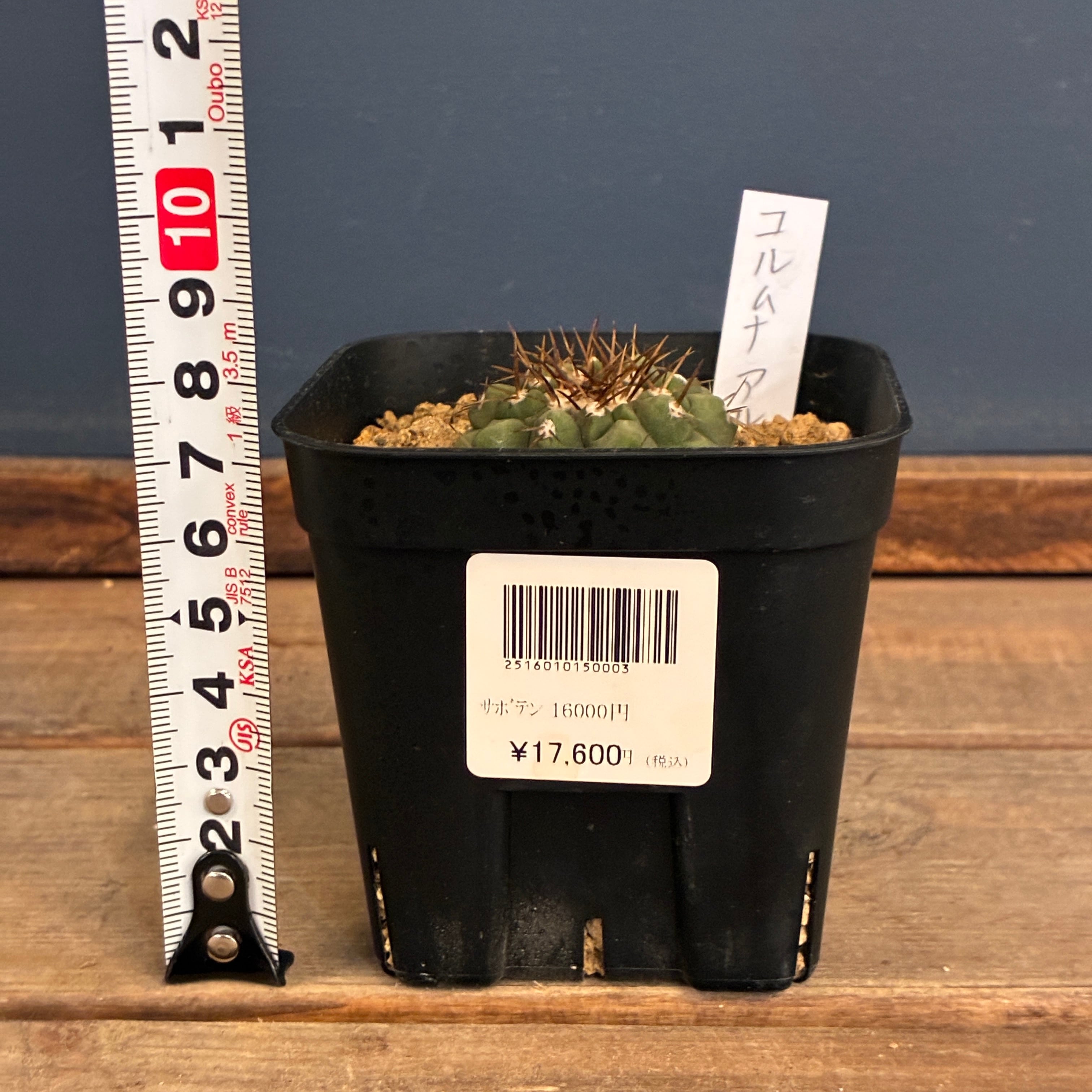 Copiapoa】サボテン コピアポア コルムナアルバ 孤竜丸 実生【348