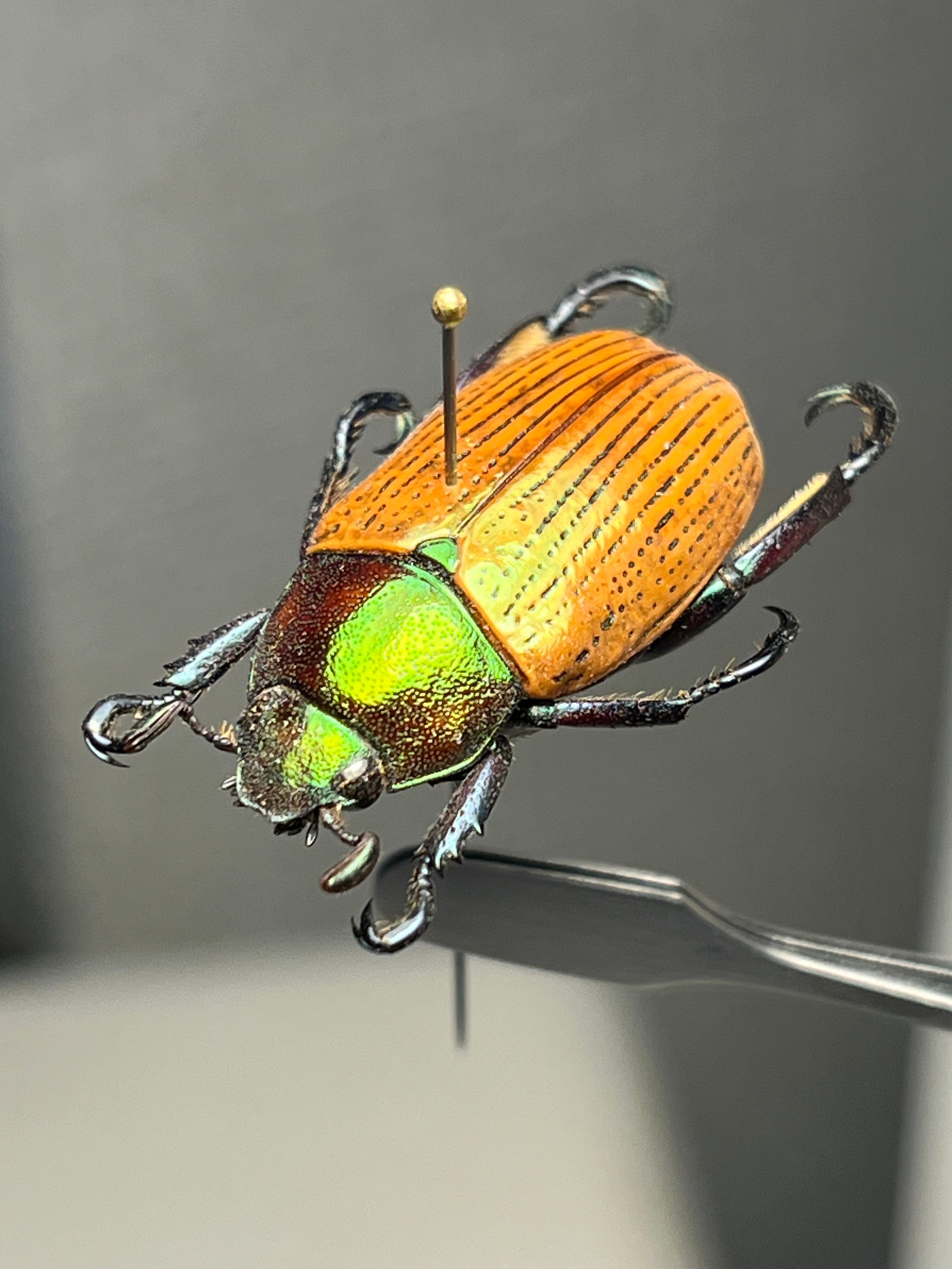 Pelidnota sanctijacobi プラチナコガネ 標本 Epichalcoplethis
