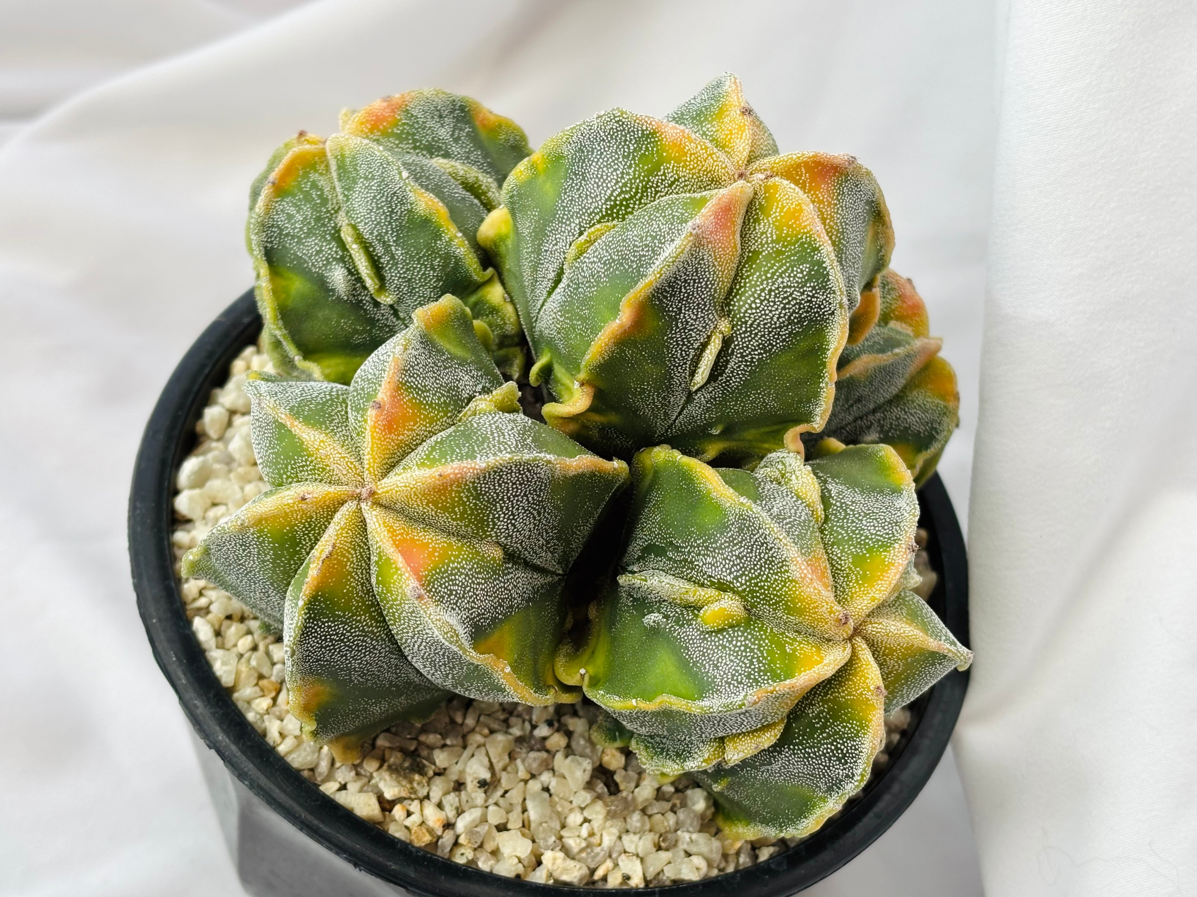 Astrophytum myriostigma アストロフィツム 紅葉複隆ランポー玉 鸞鳳玉