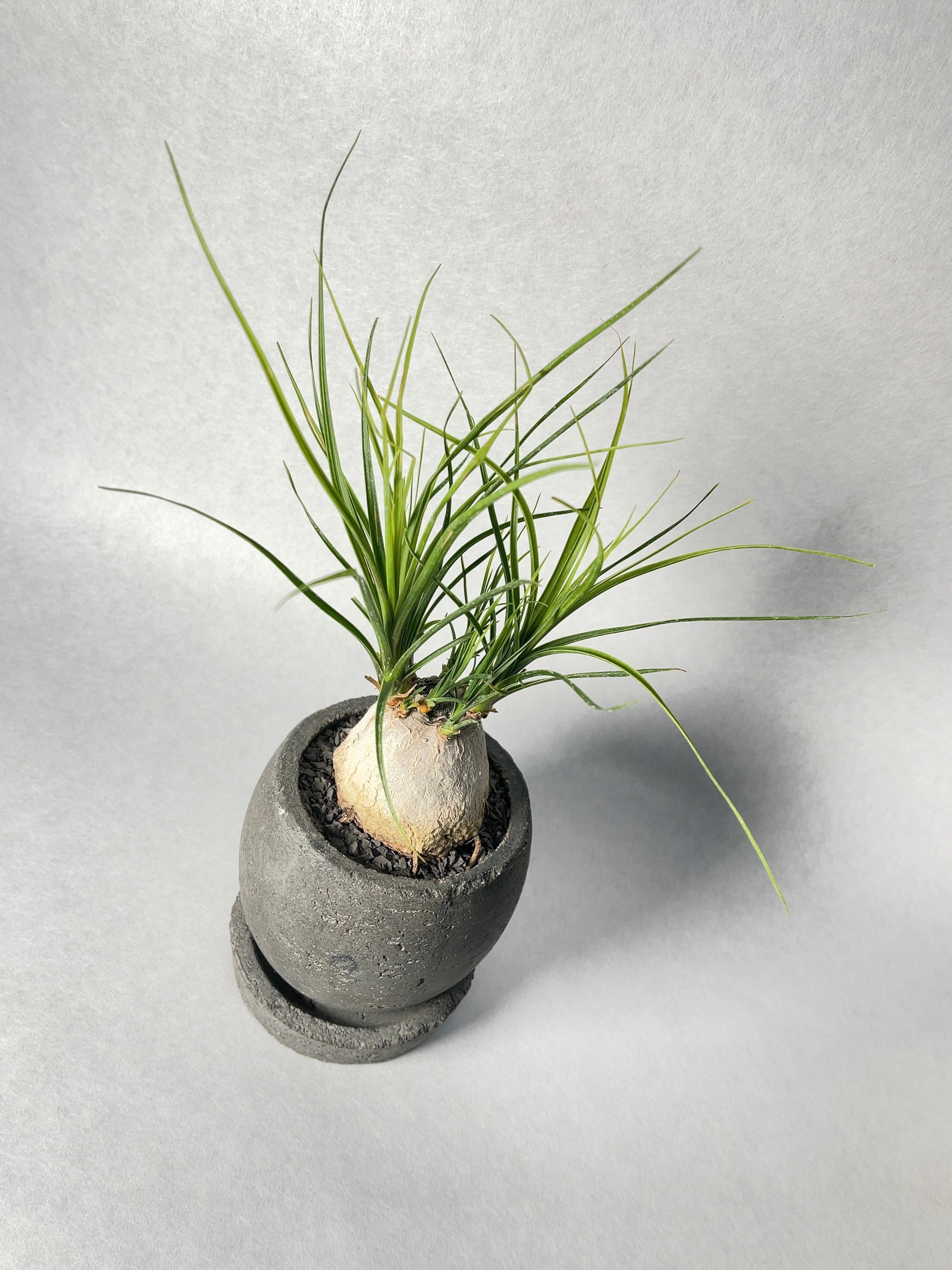 ノリナ・レクルバータ | trigger