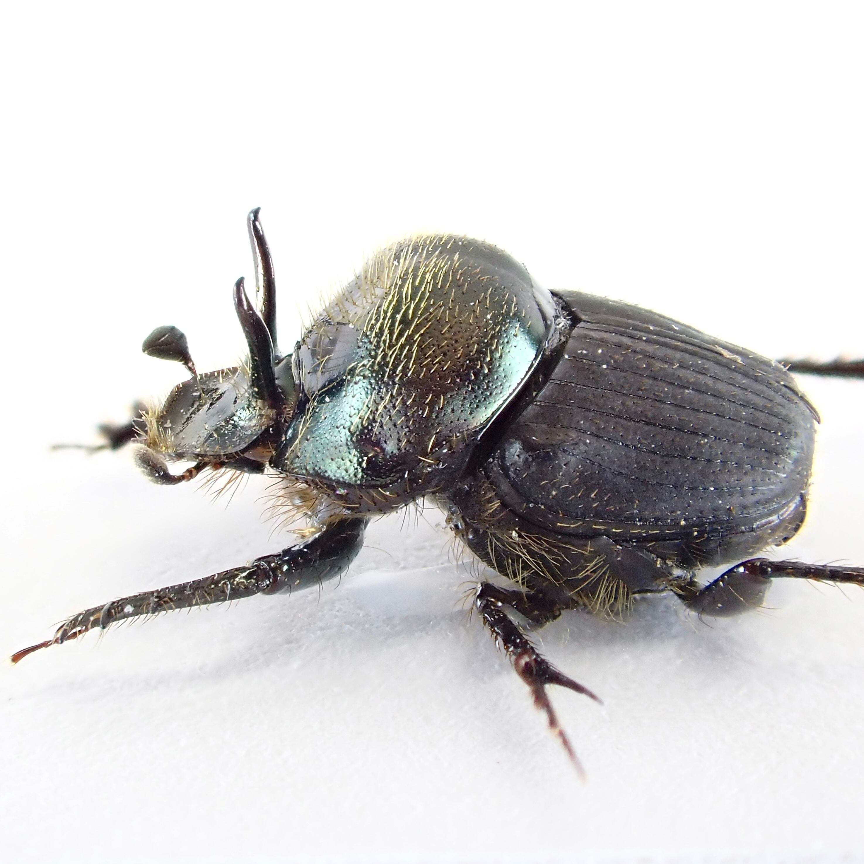 オーストラリア産 Onthophagus sp. ♂ 7mm | 昆虫標本 Diggers & Rollers